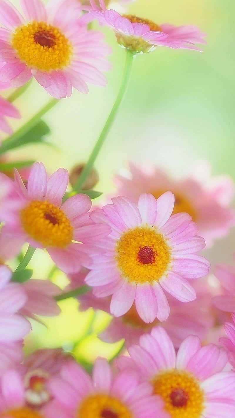Android Daisies 桌布 壁紙 — 柔和的粉紅色雛菊帶有明亮的黃色花心，在模糊的綠色和黃色背景上輕輕綻放。