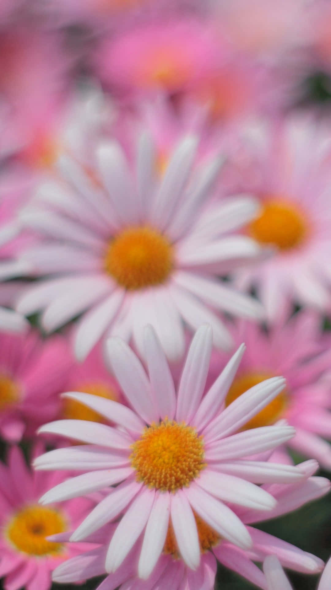 Flowers 桌布 壁紙 — 柔和的粉紅色雛菊帶有鮮黃色花心，在淺景深中盛開，營造出夢幻的花卉前景。