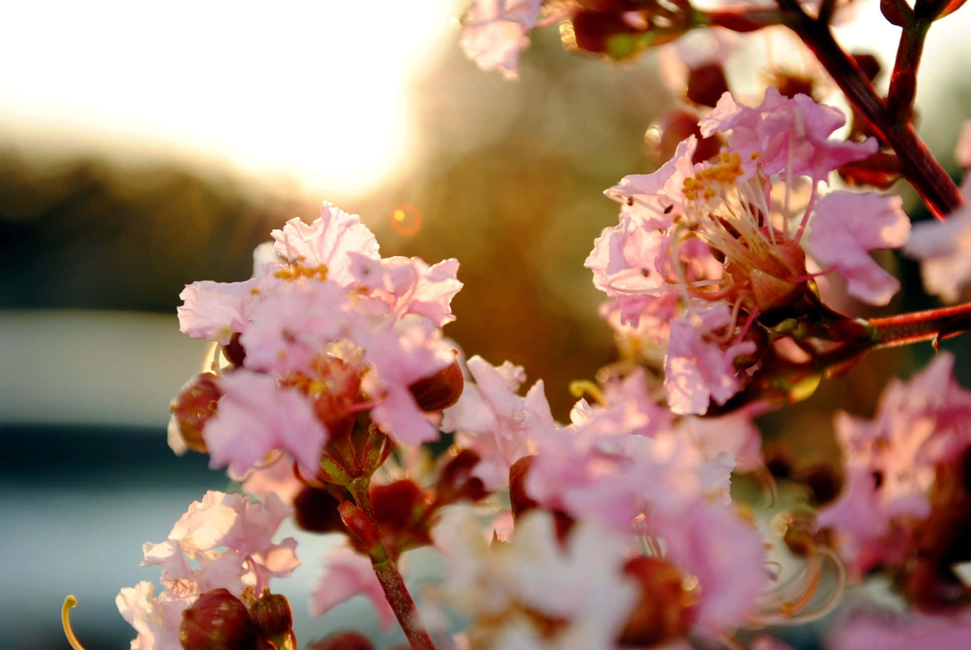 Spring Pastel 桌布 壁紙 — 柔和的粉紅花朵在金色逆光中溫暖地發光，背景有模糊的水面和遠山。