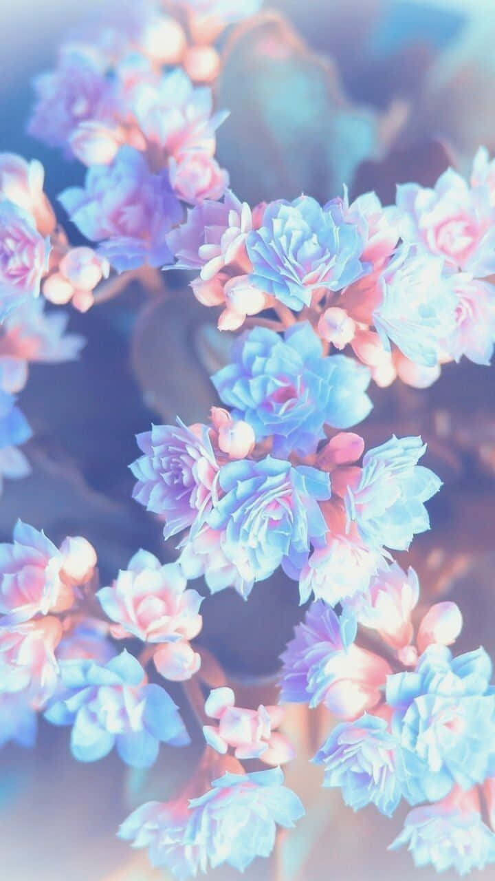 Cute Aesthetic Flower 桌布 壁紙 — 柔和的粉藍色和粉紅色多肉植物花朵，在夢幻般的散景和輕柔空靈的光芒中綻放。