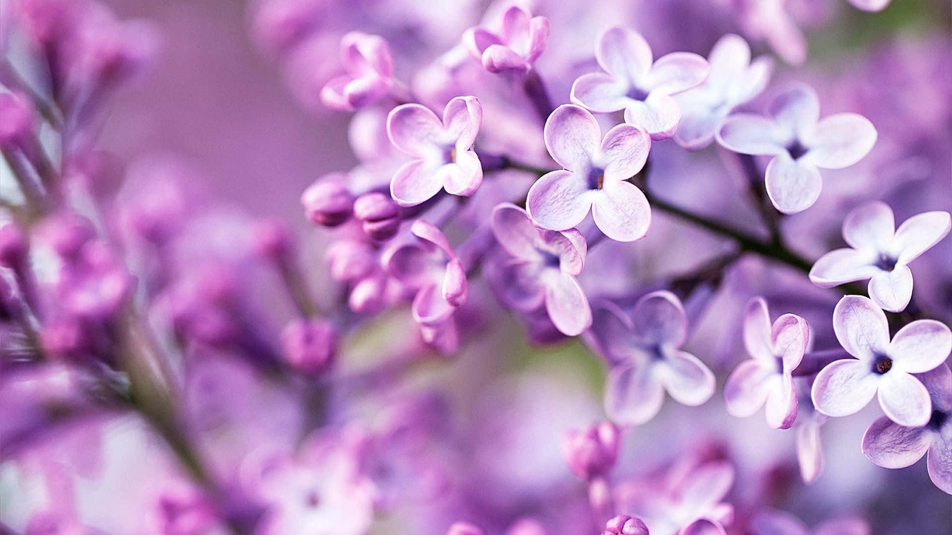 Purple Flowers 桌布 壁紙 — 柔和的紫色丁香花，精緻的花簇，淺景深和柔和的散景背景。