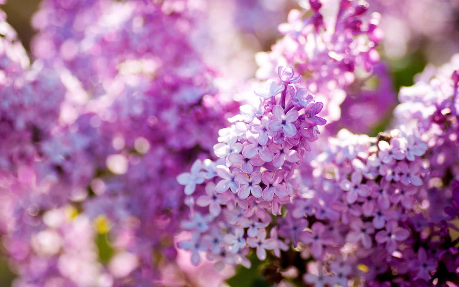 Lilac Tree 桌布 壁紙 — 柔和的紫色丁香花在溫暖的陽光下閃耀，帶有夢幻般的淺景深。
