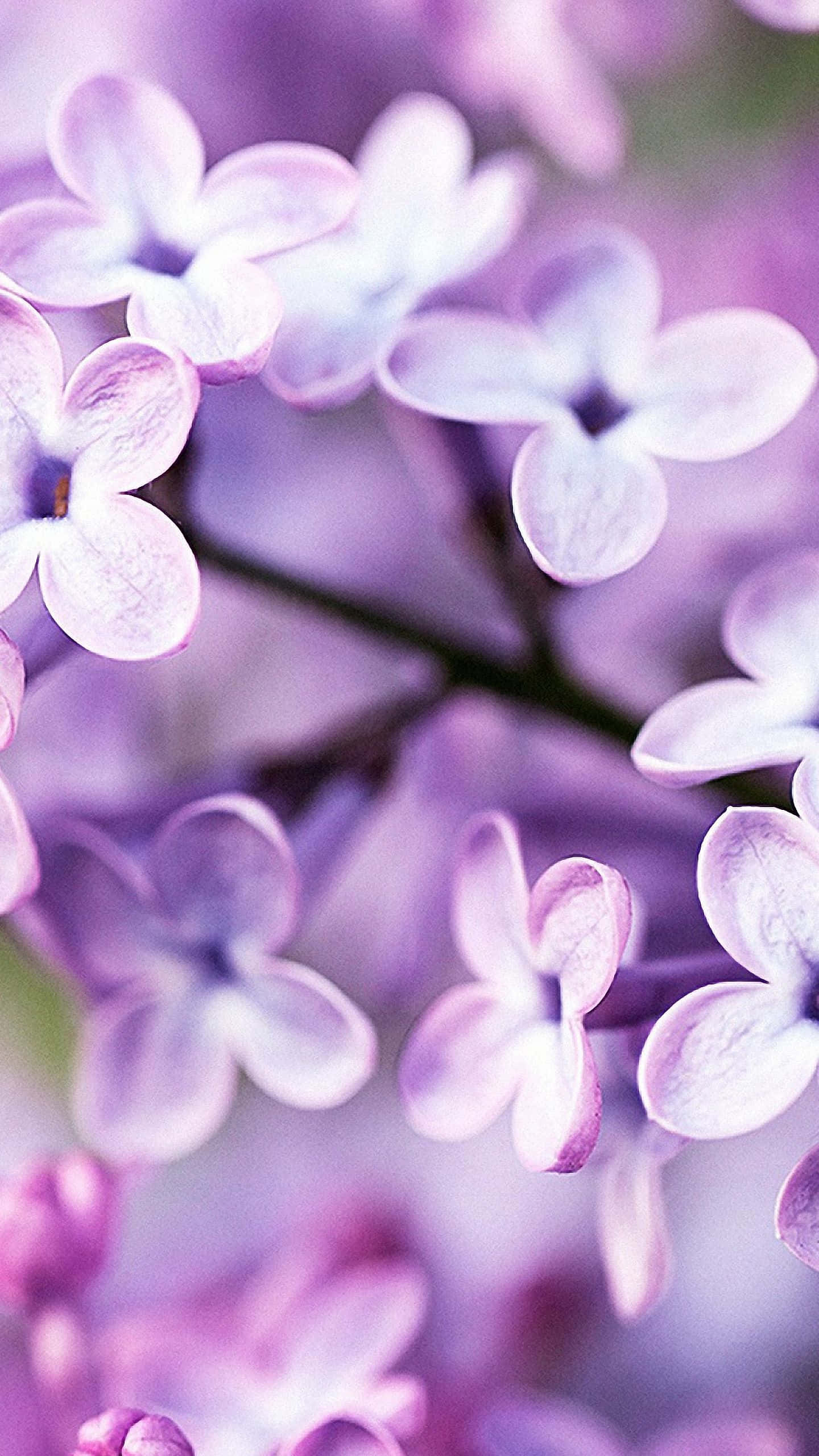 花 iPhone 桌布 壁紙 — 柔和的紫色丁香花在細膩對焦中，模糊的背景營造出夢幻的花卉特寫。