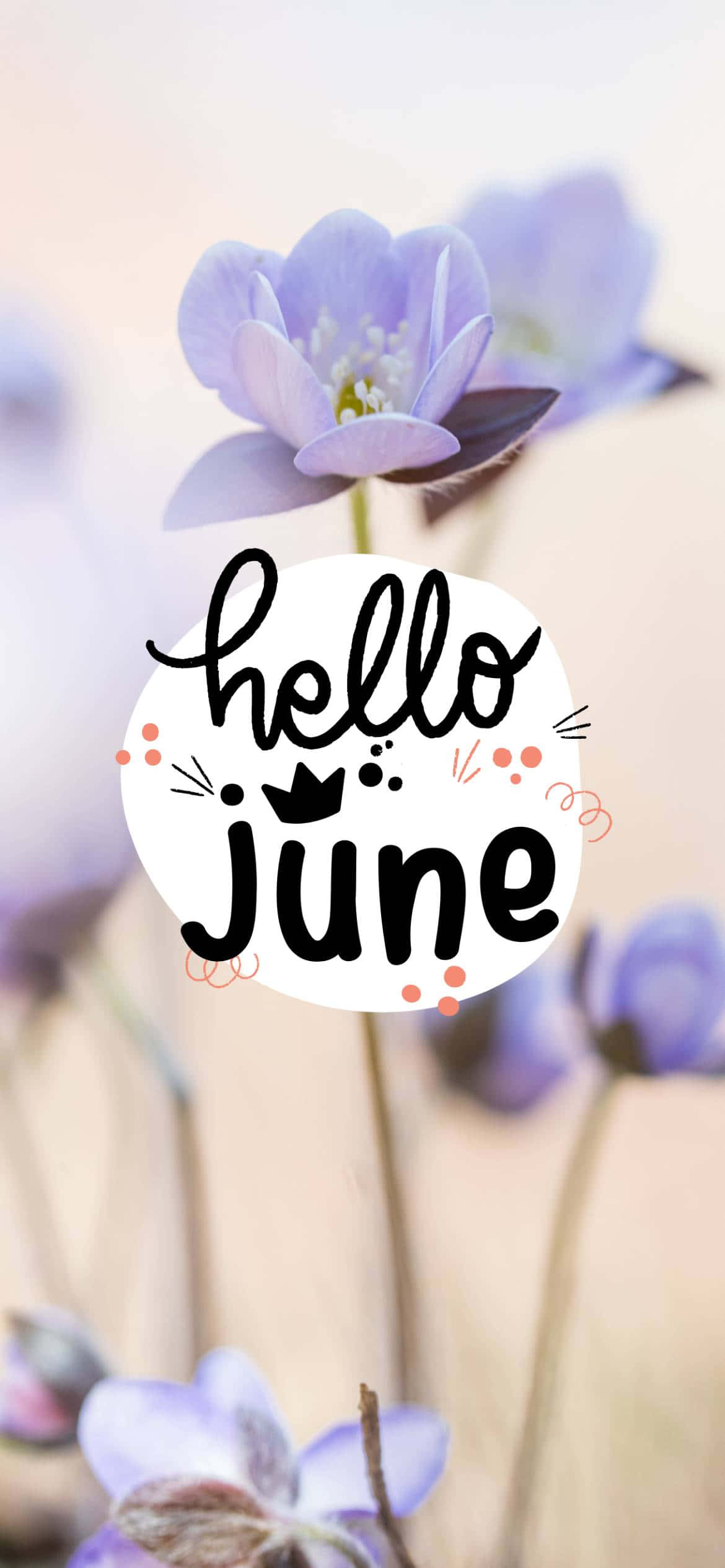 Flowers 桌布 壁紙 — 柔和的紫色花朵在歡快的hello june文字疊加後方輕輕綻放。