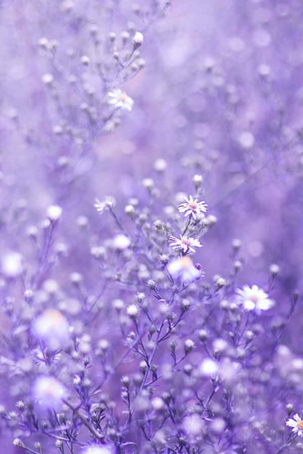 Lock Screen iPhone 桌布 壁紙 — 柔和的紫色薄霧籠罩著精緻的白色雛菊，營造出夢幻般的淺景深效果。