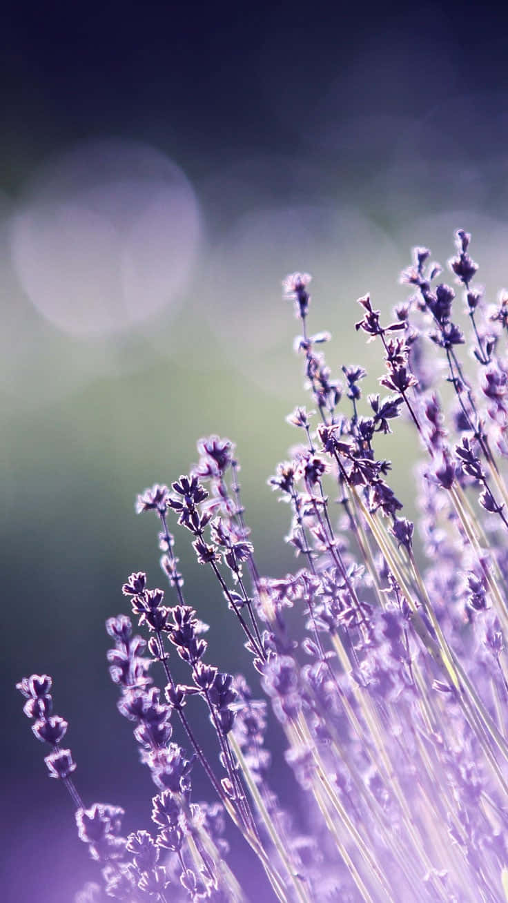 Cute Aesthetic Flower 桌布 壁紙 — 柔和的紫色薰衣草花朵在夢幻般的散景背景下輕輕搖曳，帶有溫暖的光線亮點。