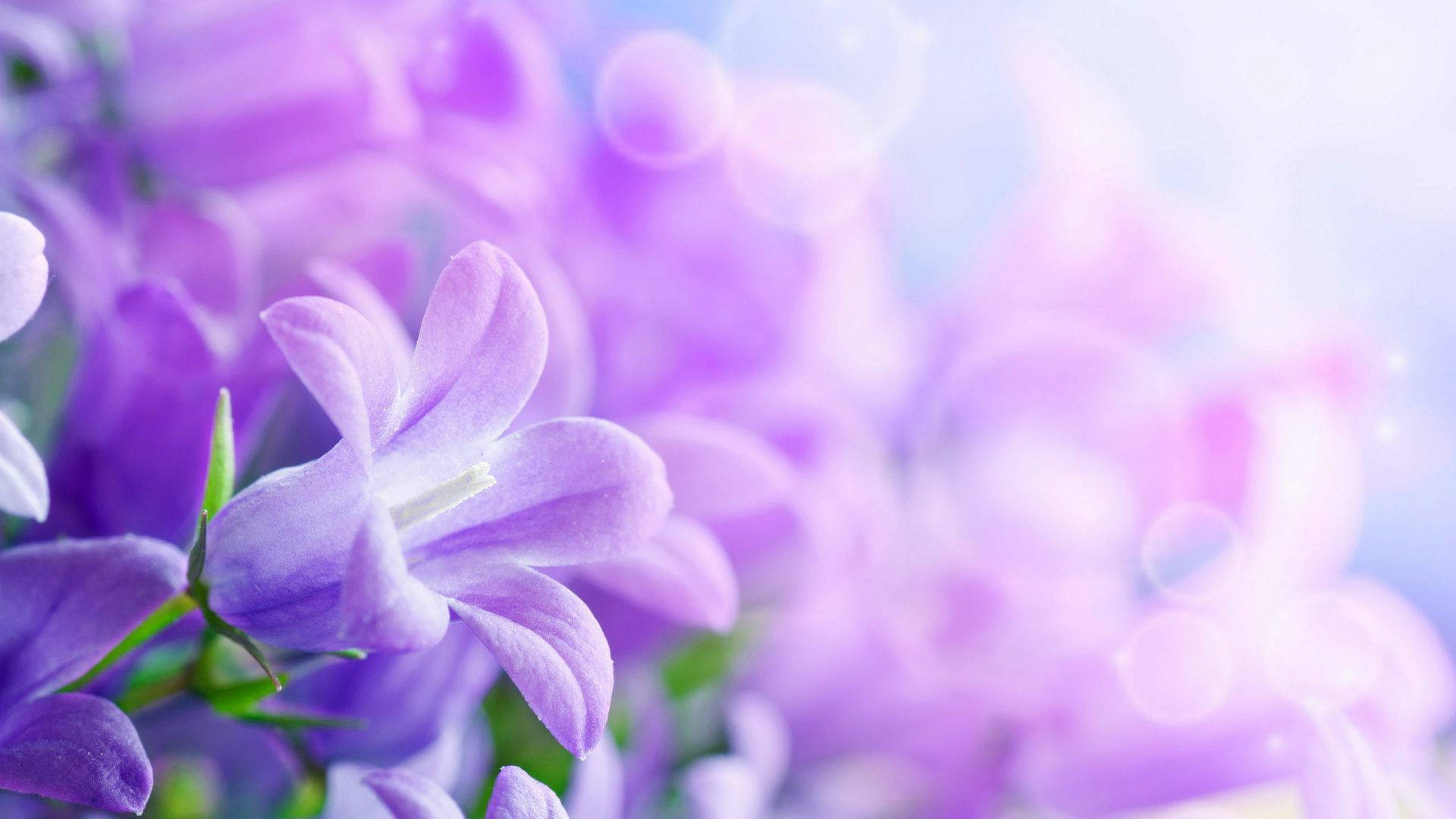 Flowers 桌布 壁紙 — 柔和的紫色風鈴花在夢幻般的散景天空和閃爍的光球襯托下，以柔和焦點盛開。