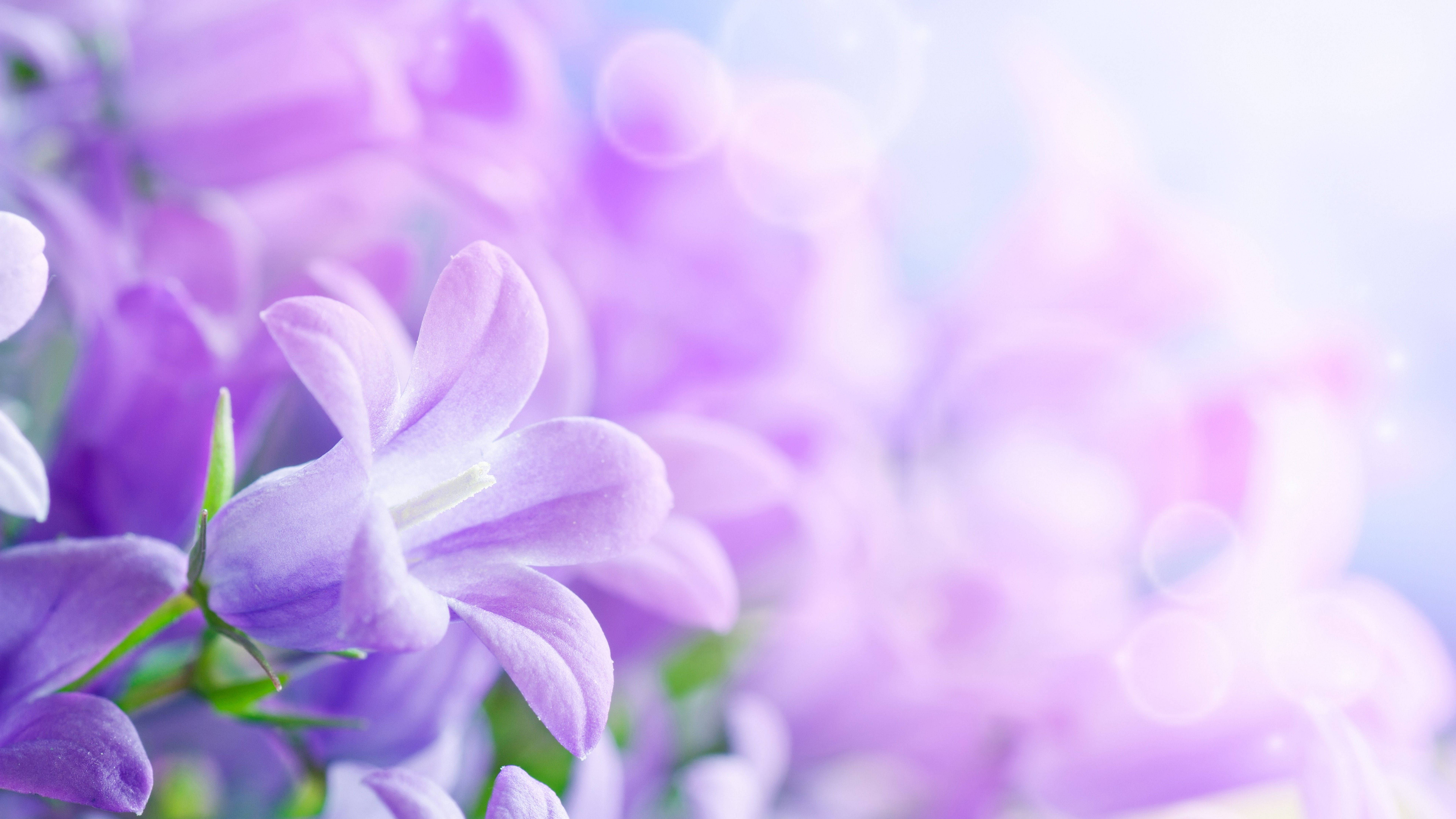 Purple Flower 桌布 壁紙 — 柔和的紫色風鈴花在夢幻般的粉彩散景背景下，以柔和焦點盛開，並帶有閃爍的光芒。