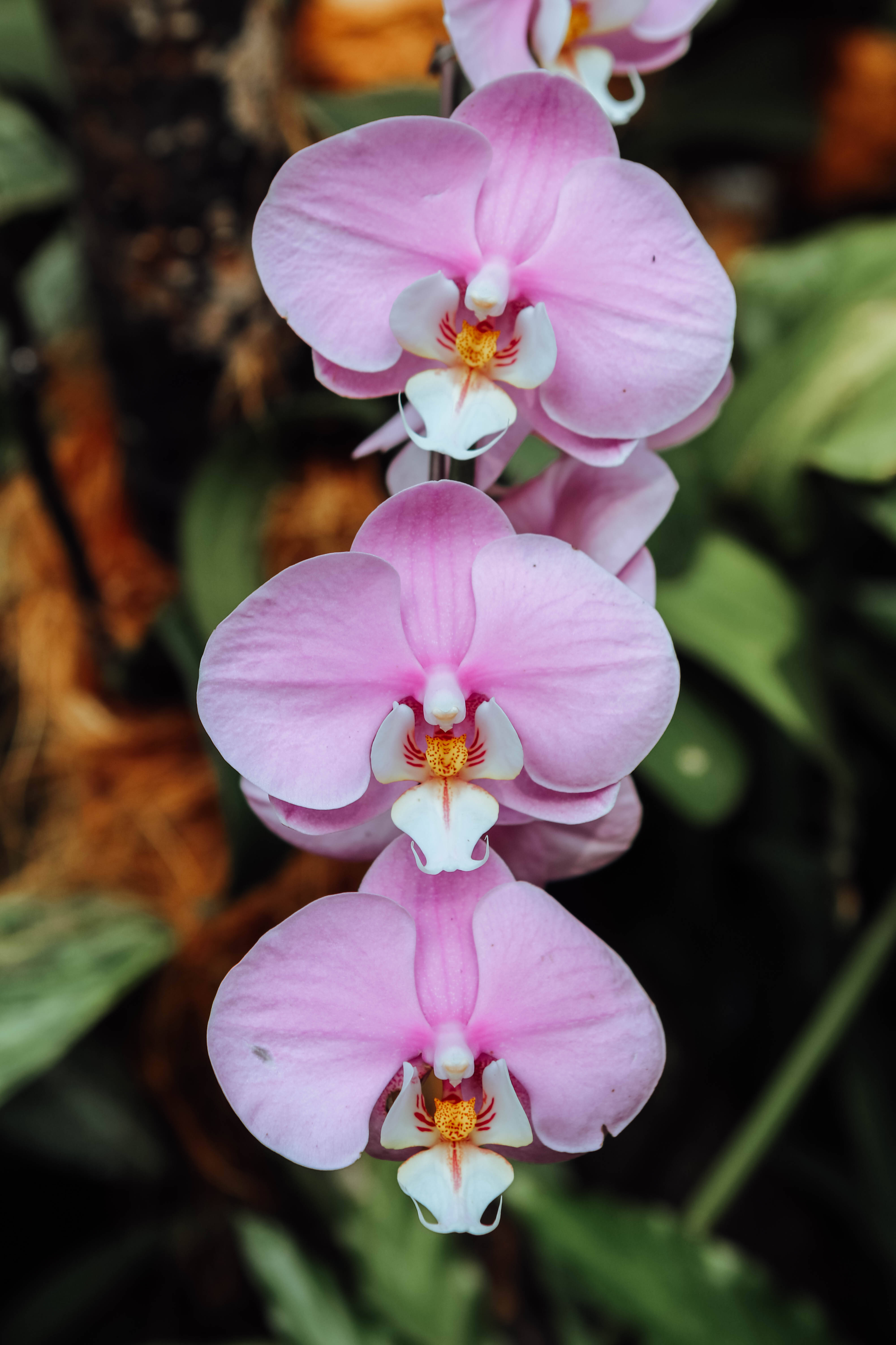 Orchids 桌布 壁紙 — 柔和的綠色和棕色模糊背景下，帶有白色中心和黃色雄蕊的嬌嫩粉紅色蘭花盛開的特寫。