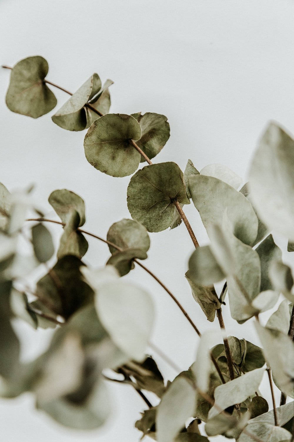 Plant Aesthetic 桌布 壁紙 — 柔和的綠色調中精緻的桉樹葉在淺灰色背景上柔和地模糊。