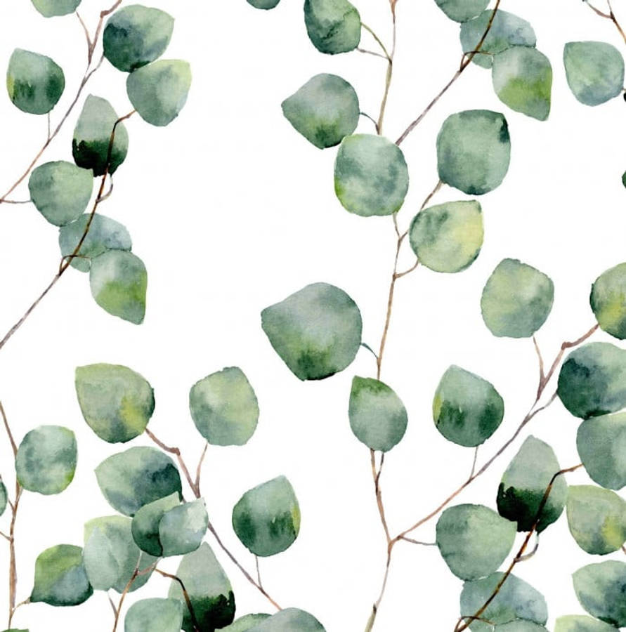 Eucalyptus 桌布 壁紙 — 柔和的綠色調中精緻的水彩桉樹葉，在潔白的背景上優雅地飄浮。