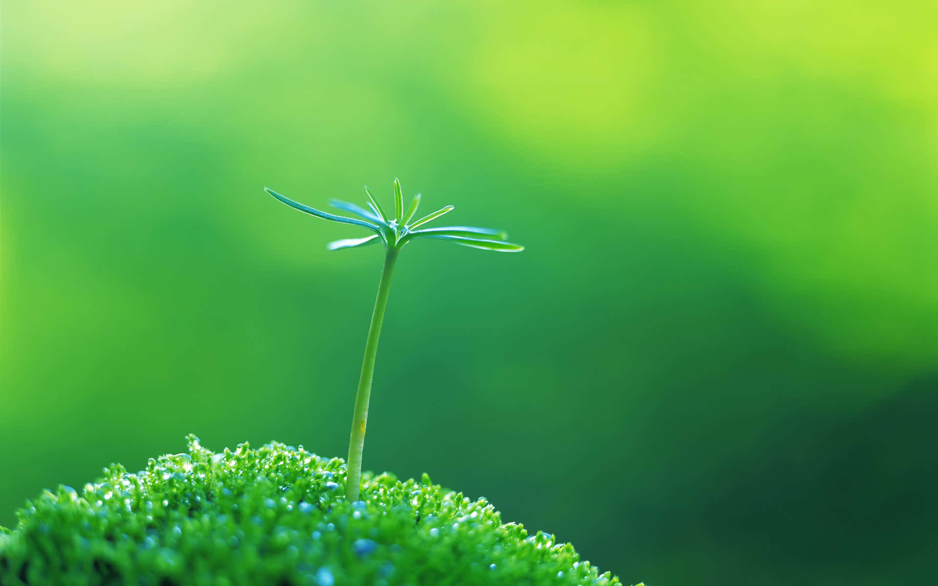 plants 桌布 壁紙 — 柔和的自然光下，一株纖嫩的幼苗從鮮綠的苔蘚中冒出，背景是模糊的翠綠色。
