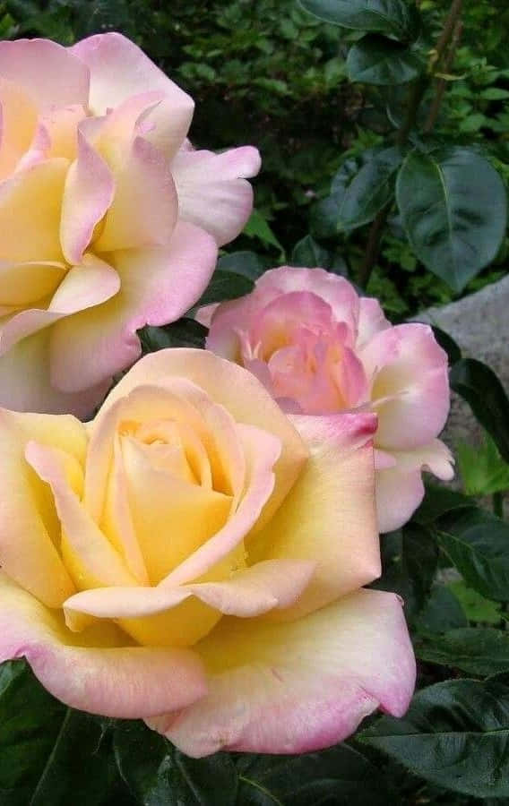 Hybrid Tea Roses 桌布 壁紙 — 柔和的自然光下，嬌嫩的粉紅和黃色玫瑰在茂密的綠葉中綻放的近距離特寫。
