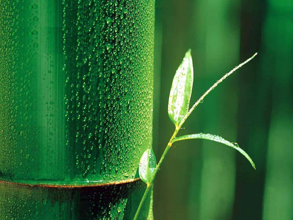 Bamboo Desktop 桌布 壁紙 — 柔和的自然光下，沾滿露水的竹莖和新鮮綠葉的特寫。