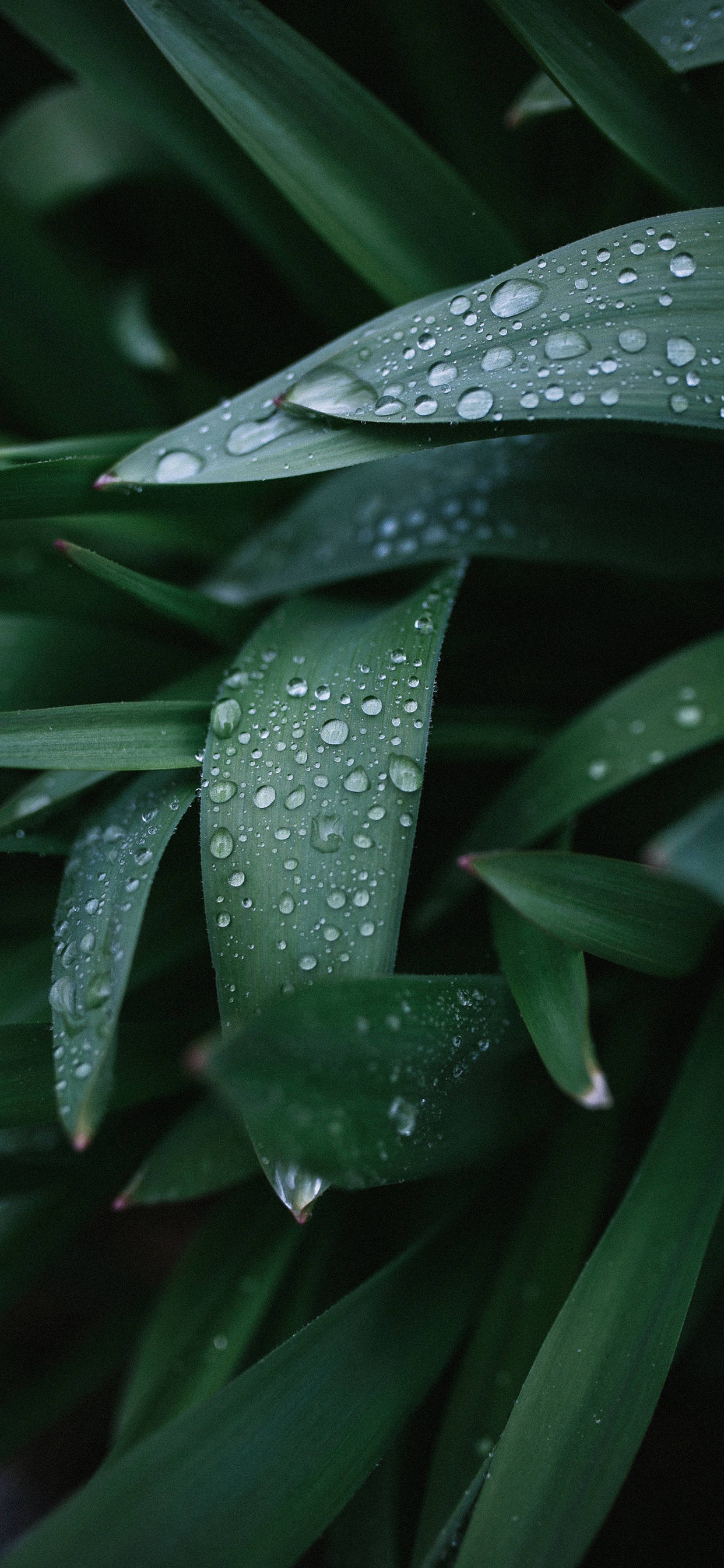 Green Leaves 桌布 壁紙 — 柔和的自然光下，清晰露珠閃爍的鮮綠色草葉特寫。