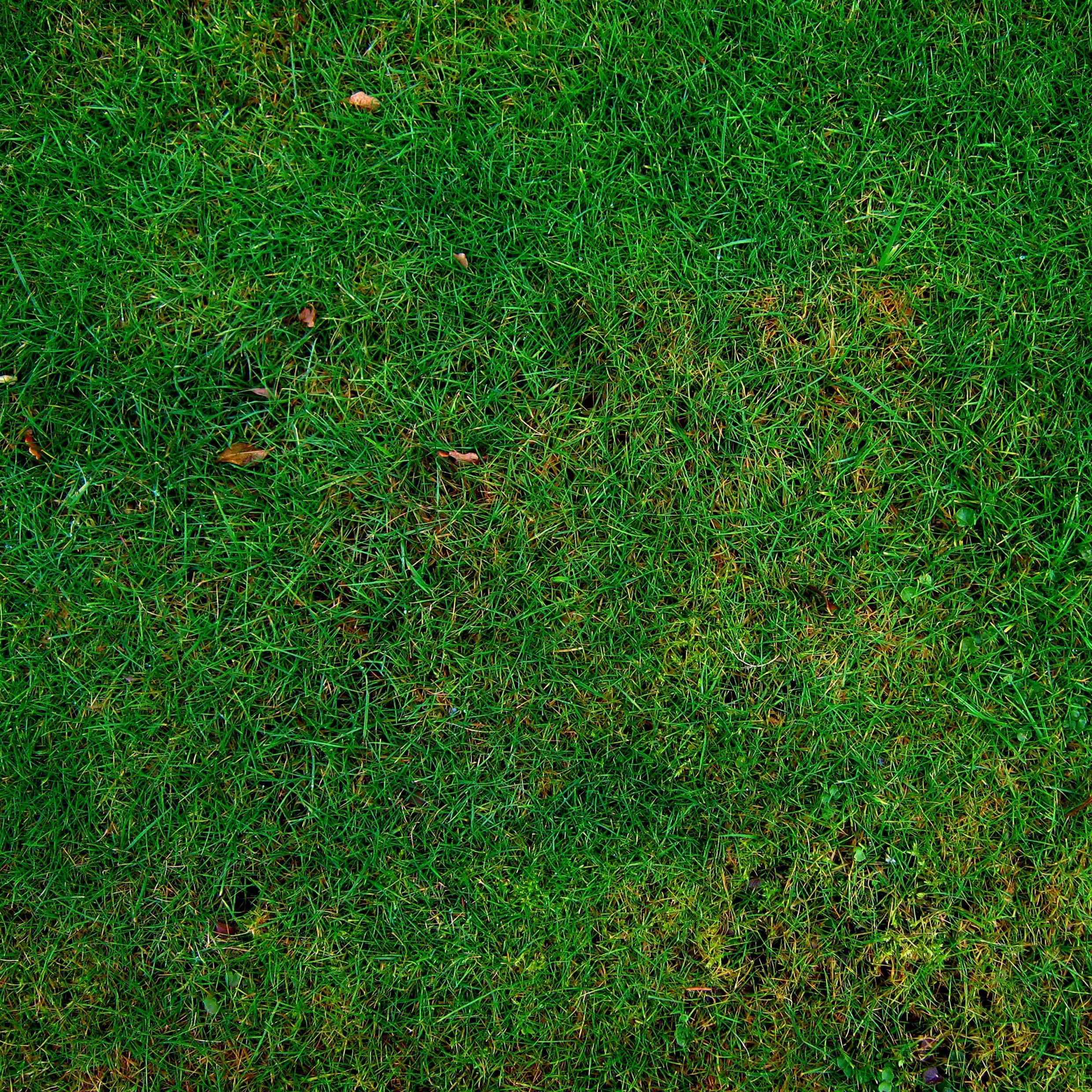 Grass Texture 桌布 壁紙 — 柔和的自然光下，茂密綠草中散落著棕色樹葉的特寫。