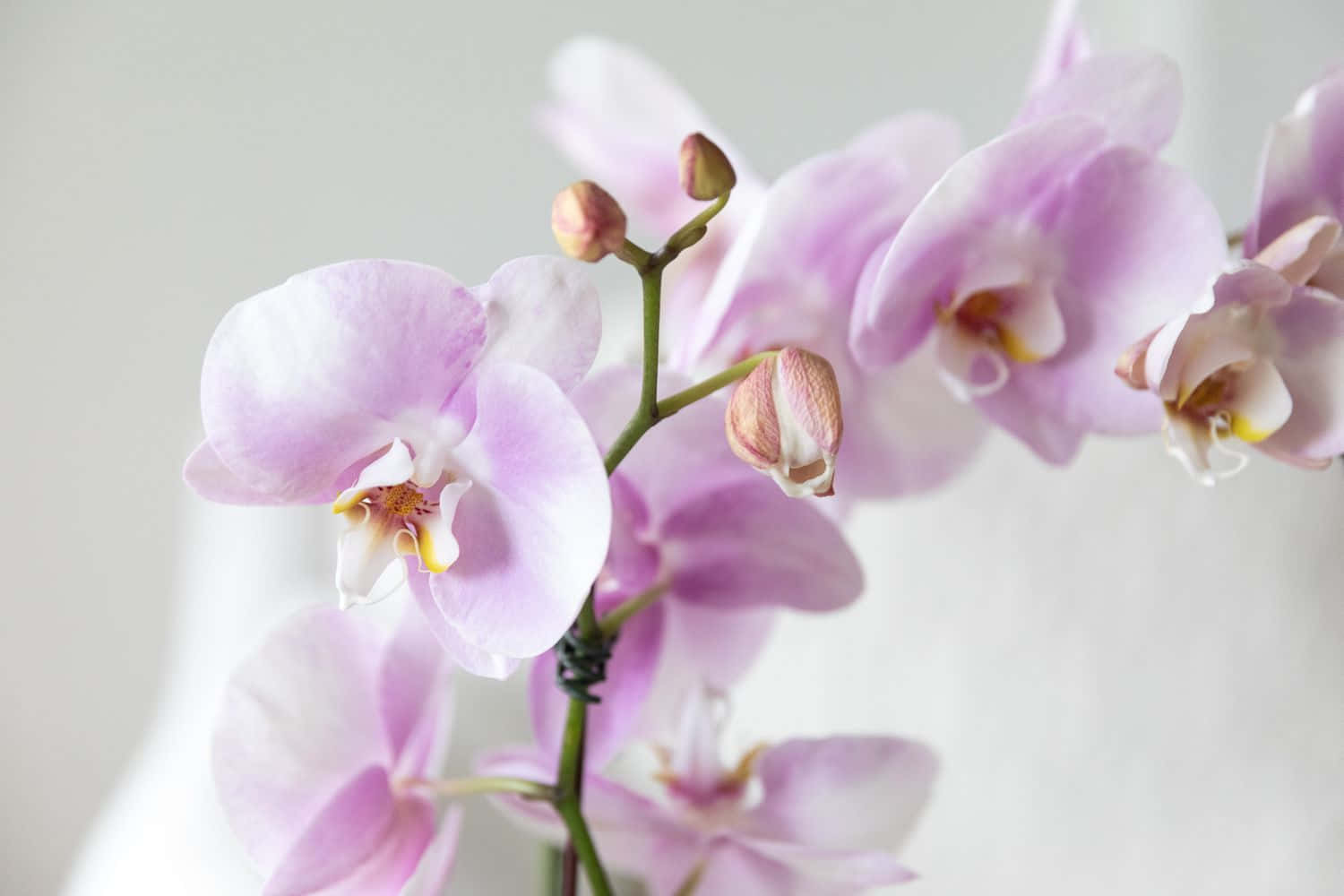 Orchid 桌布 壁紙 — 柔和的薰衣草蘭花在柔和的灰色背景上優雅地綻放，帶有精緻的花瓣和含苞待放的花朵。