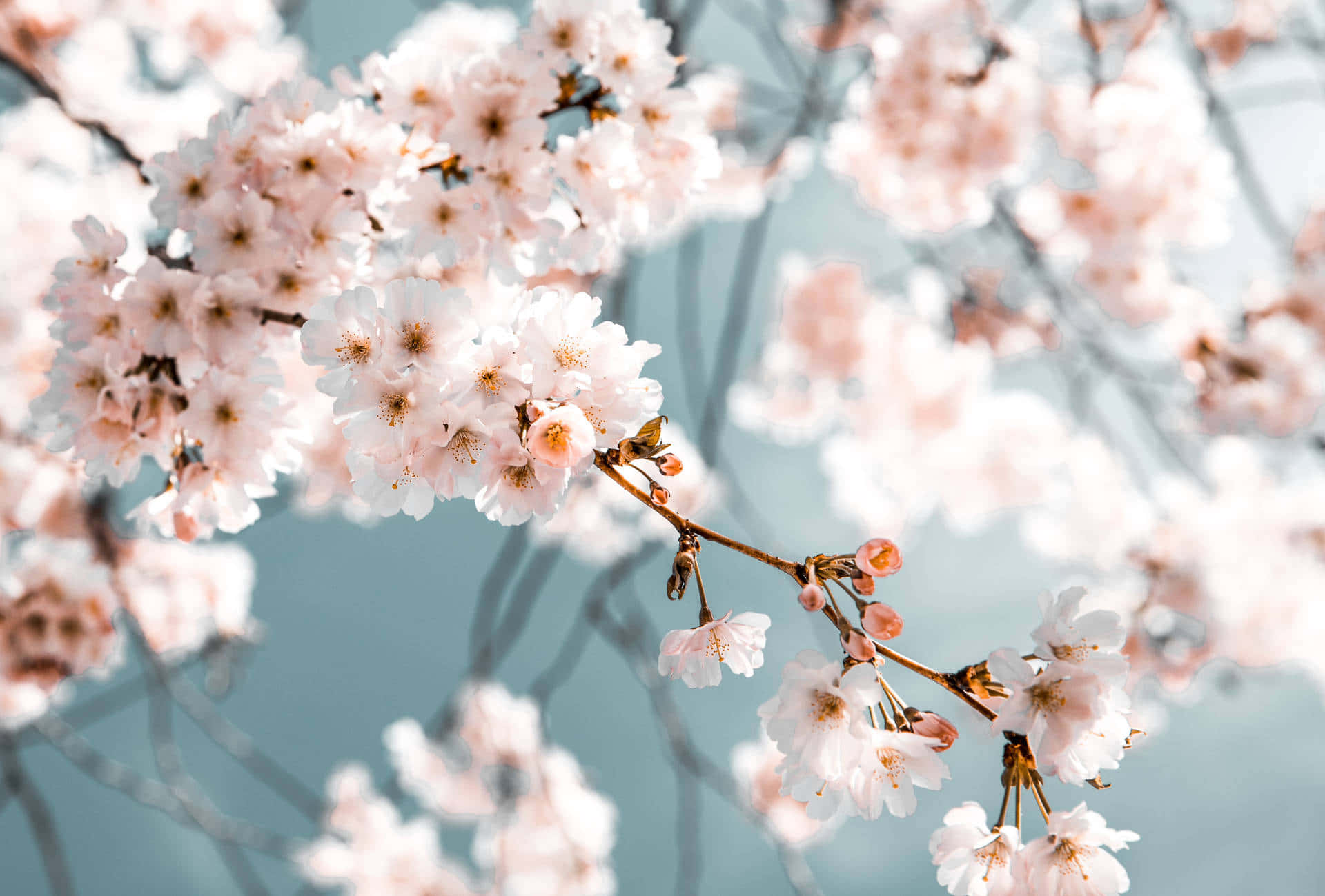 Spring Nature 桌布 壁紙 — 柔和的藍天下，細嫩的粉紅櫻花在纖細的枝條上密集綻放。