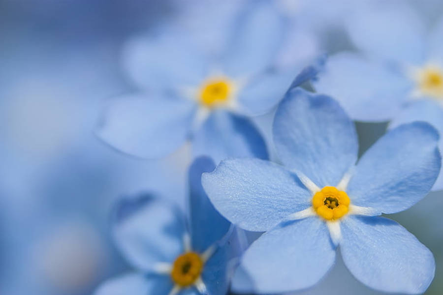 Forget Me Not Flower 桌布 壁紙 — 柔和的藍色勿忘我花，帶有明亮的黃色花心，在淺景深中盛開。