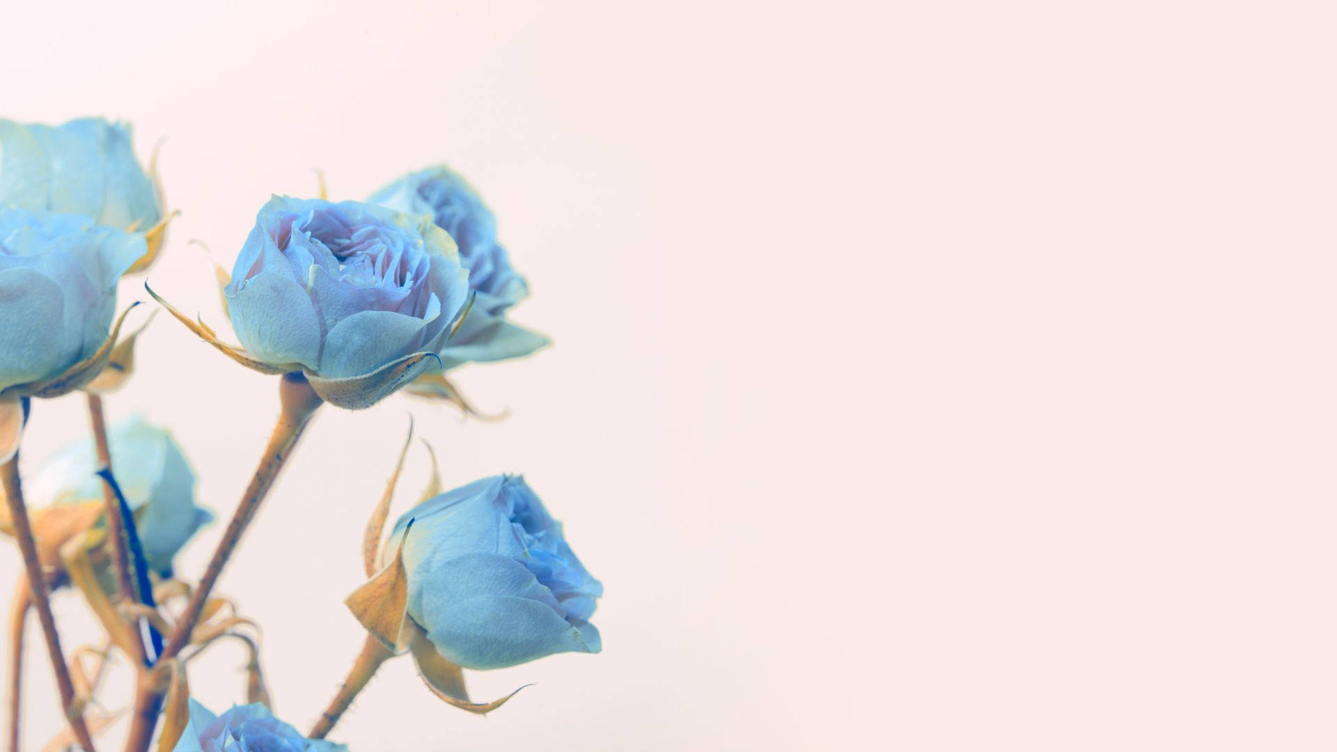 Cute Light Blue 桌布 壁紙 — 柔和的藍色玫瑰，帶有精緻的花瓣和棕色莖，襯托在淡奶油色背景上。