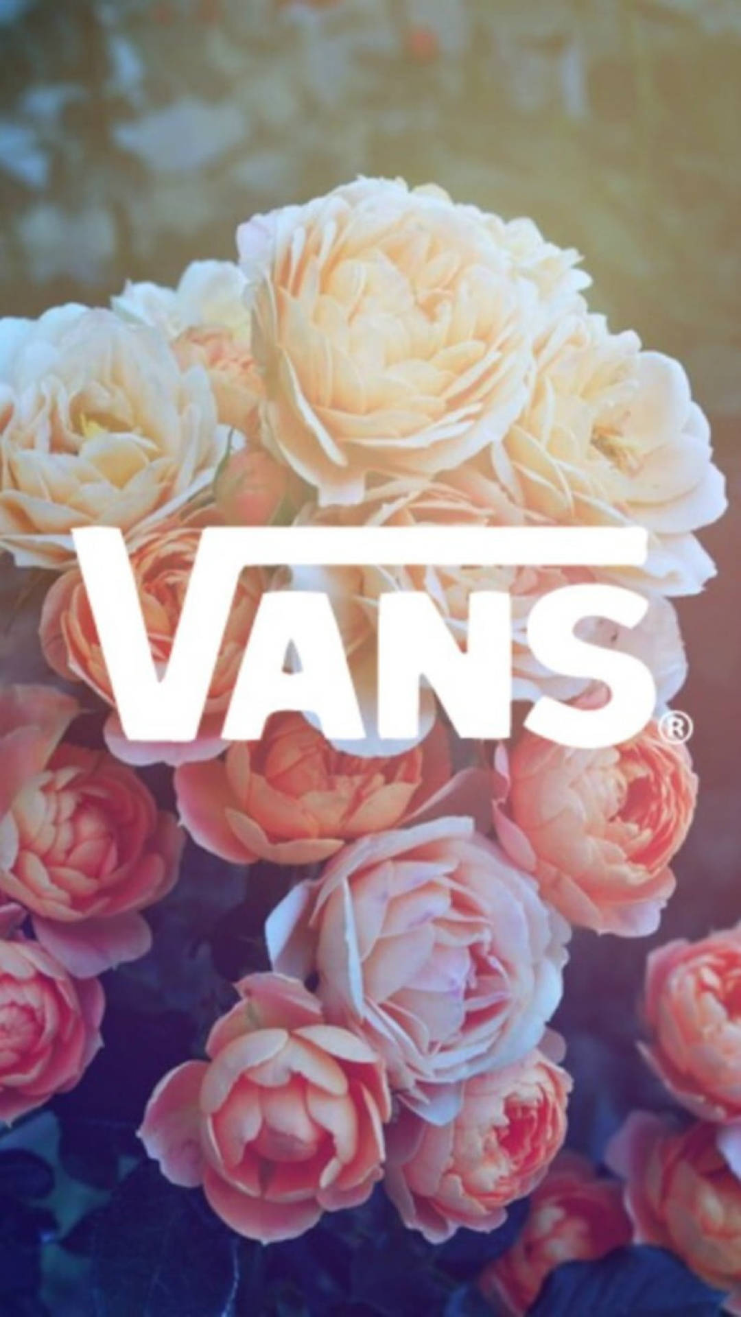 Vans Logo 桌布 壁紙 — 柔和的蜜桃色和奶油色玫瑰在醒目的白色Vans標誌後綻放，伴隨著溫暖的金色燈光。