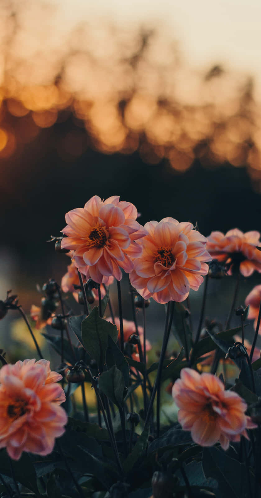 Flowers 桌布 壁紙 — 柔和的蜜桃色大麗花在暮色中綻放，背後有金色散景燈光閃爍。