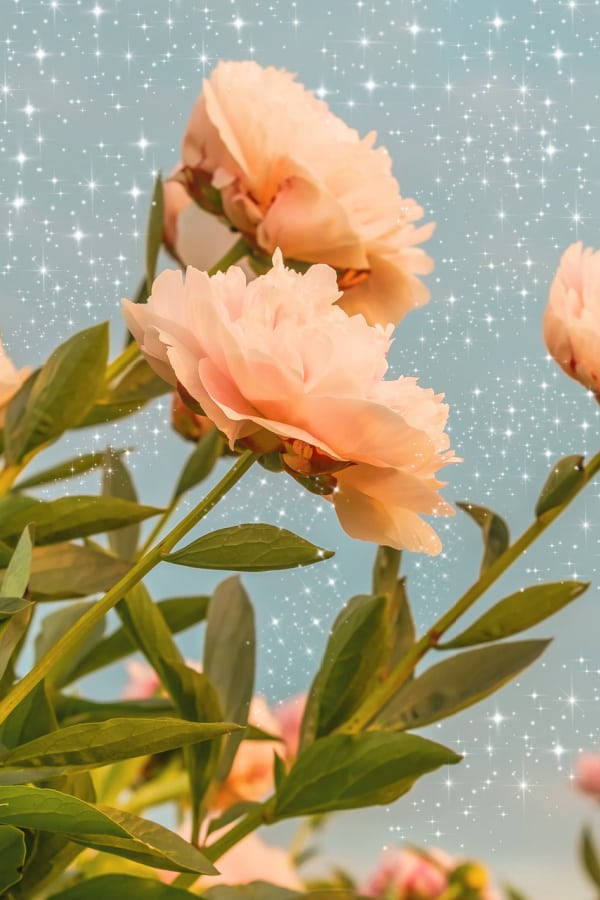 復古美學 桌布 壁紙 — 柔和的蜜桃色牡丹在閃爍的星空下綻放，帶有溫柔的藍色調。