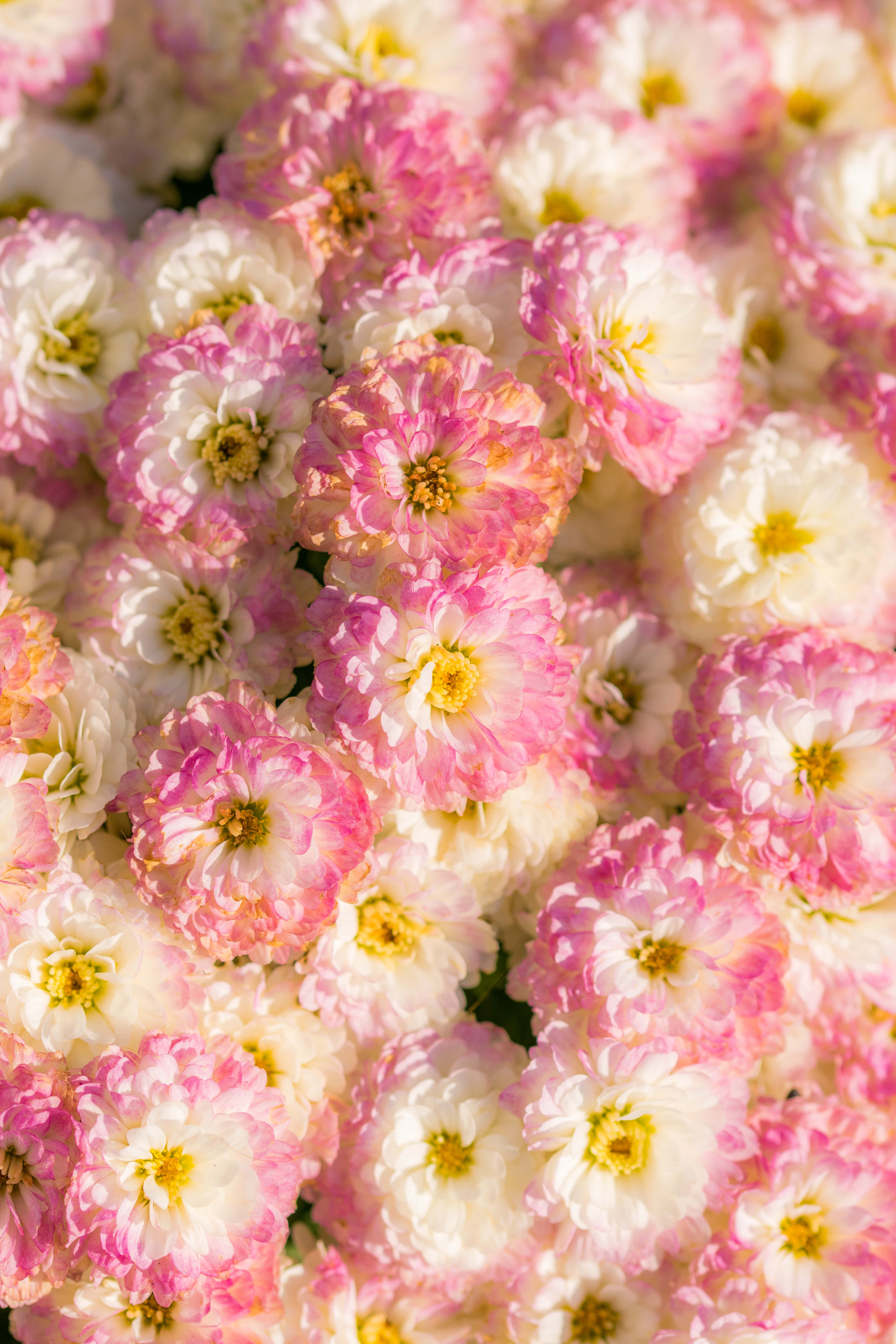 Flowers 桌布 壁紙 — 柔和的陽光下，帶有黃色中心的粉紅色和白色菊花特寫。