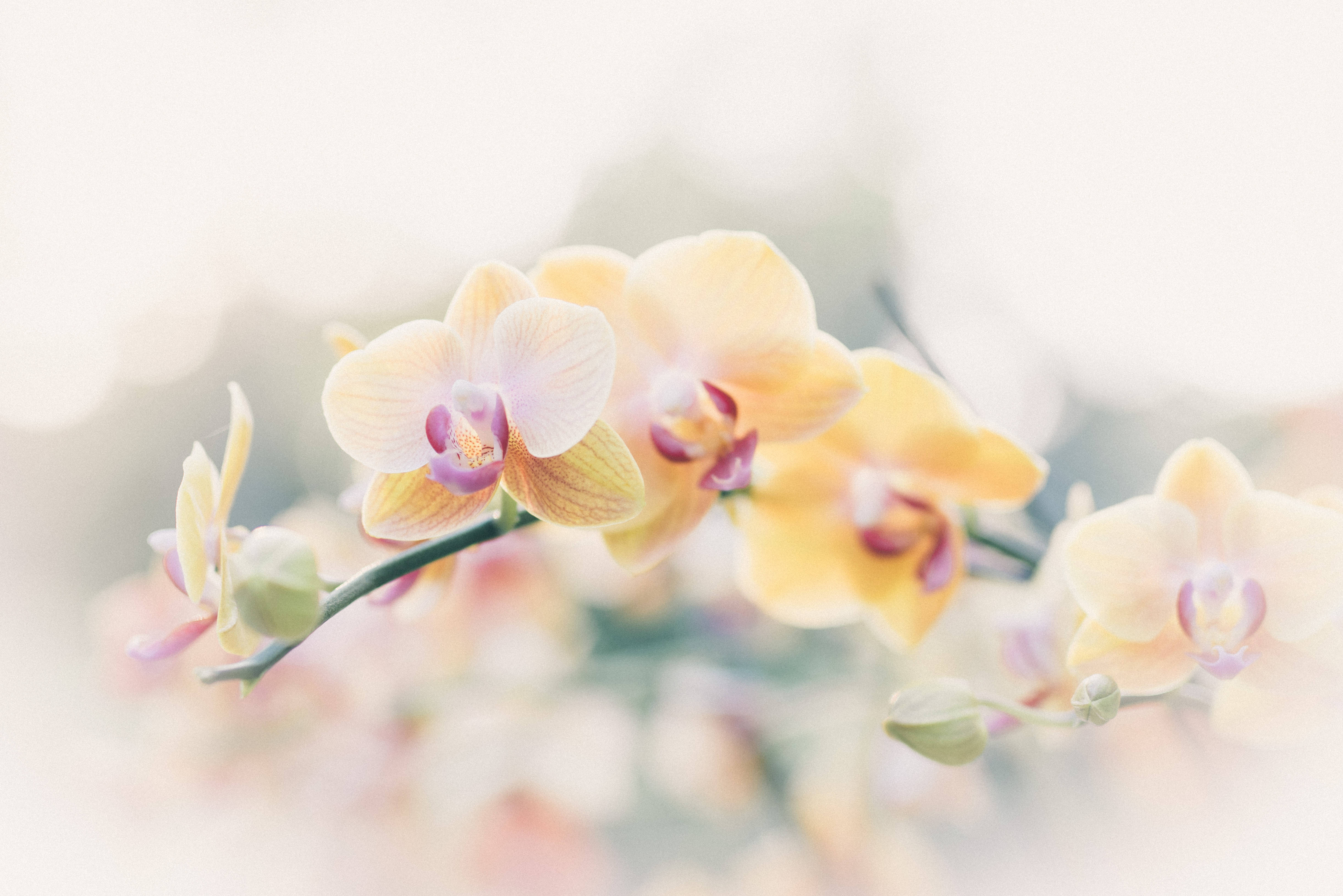Orchids 桌布 壁紙 — 柔和的黃色蘭花在夢幻般的模糊背景中，以溫暖的粉彩調子輕輕綻放。