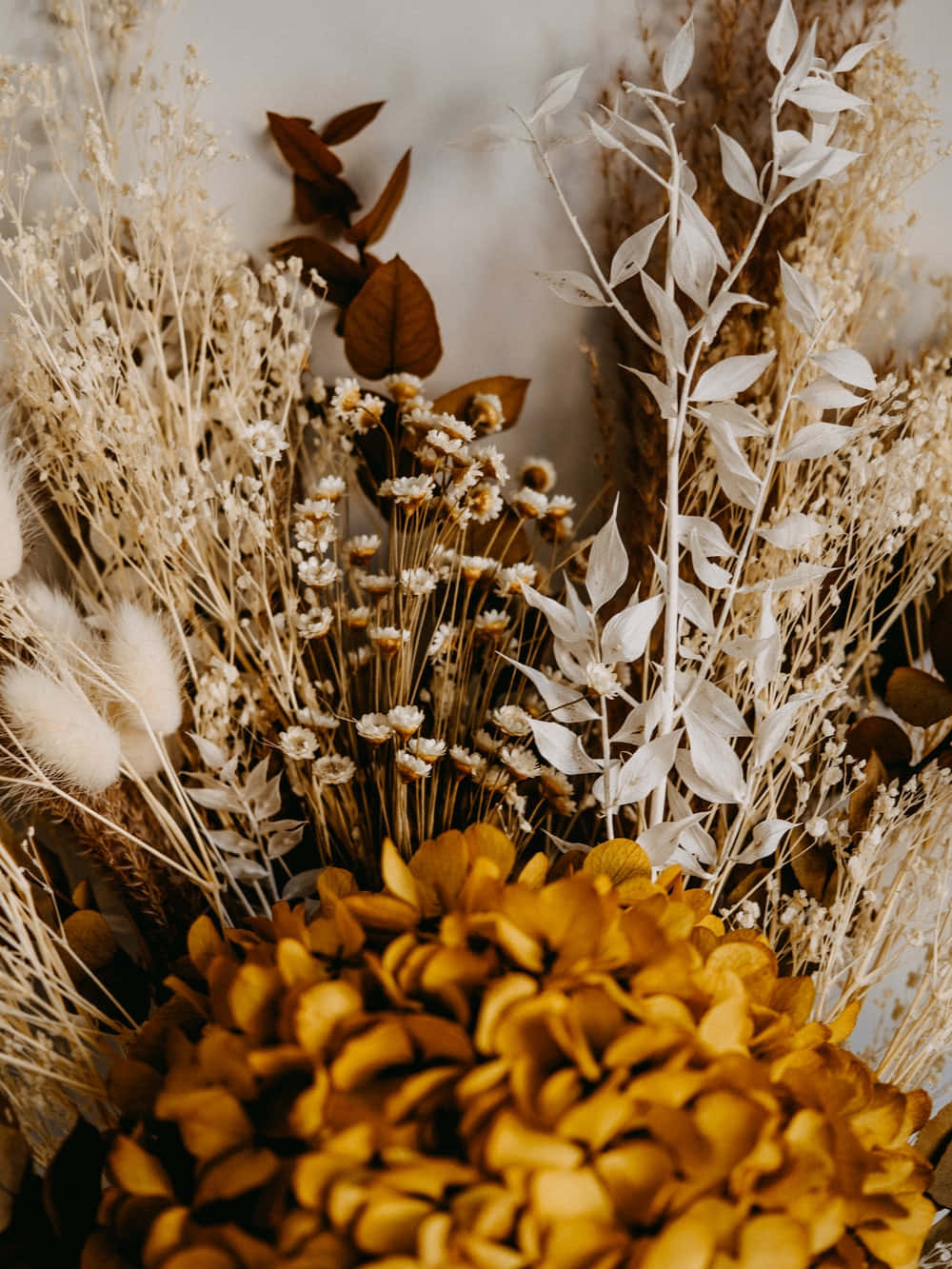 Dried Flowers 桌布 壁紙 — 柔和米色背景上，金色繡球花、白色葉片和米色草組成的乾花特寫。