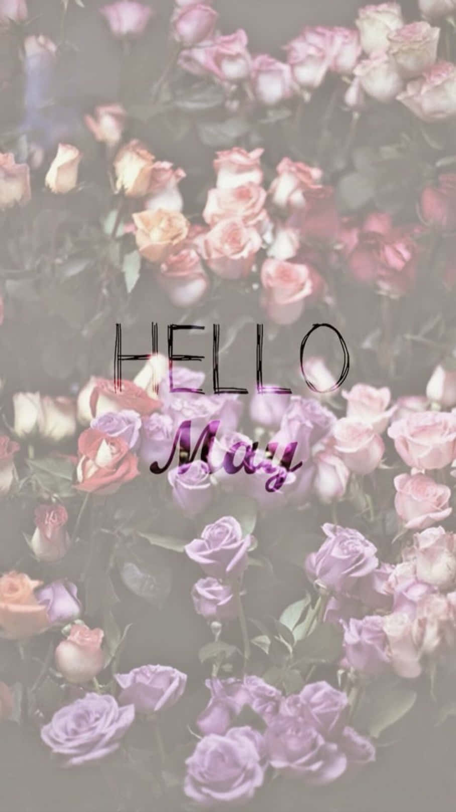 May 桌布 壁紙 — 柔和粉彩玫瑰束，上面以優雅字體疊加「Hello May」文字。