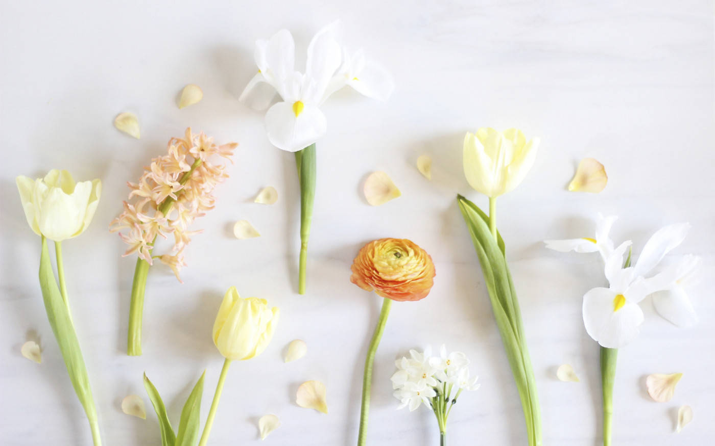 Yellow Flowers 桌布 壁紙 — 柔和粉彩花朵，包括鬱金香、鳶尾花和毛茛，排列在淺色大理石表面上，帶有散落的花瓣。