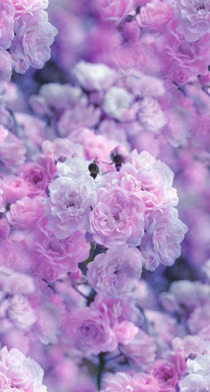 Aesthetic Purple Flower 桌布 壁紙 — 柔和粉紅與薰衣草玫瑰的夢幻特寫，模糊背景營造浪漫花卉氛圍。
