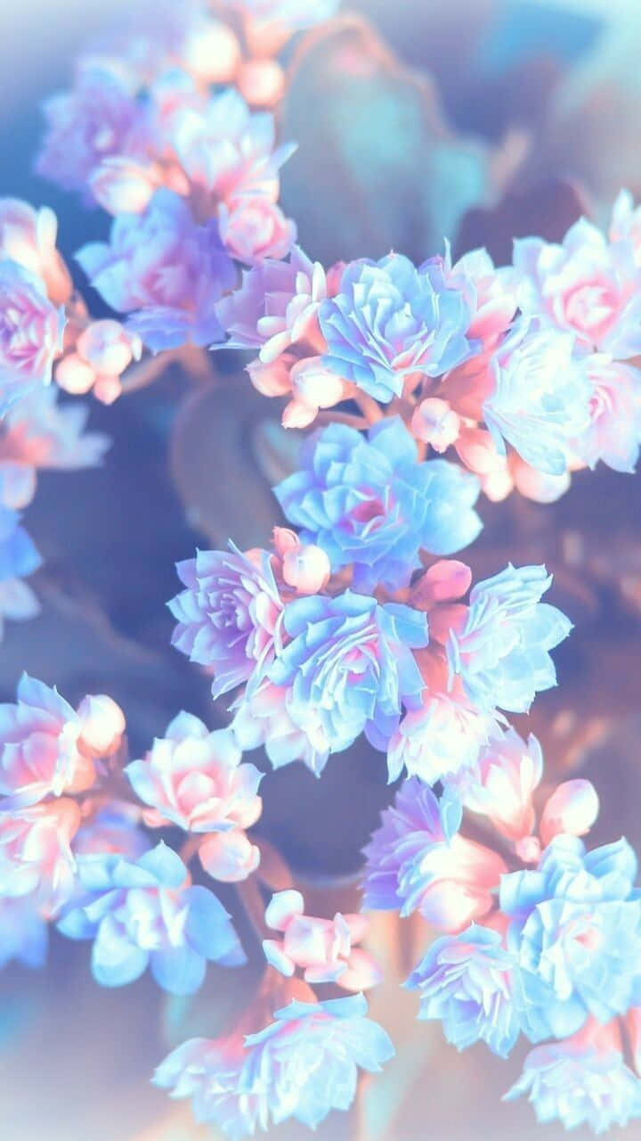 Anime Flower 桌布 壁紙 — 柔和粉藍和粉紅色的多肉植物花朵在夢幻、空靈的特寫中綻放，背景模糊。