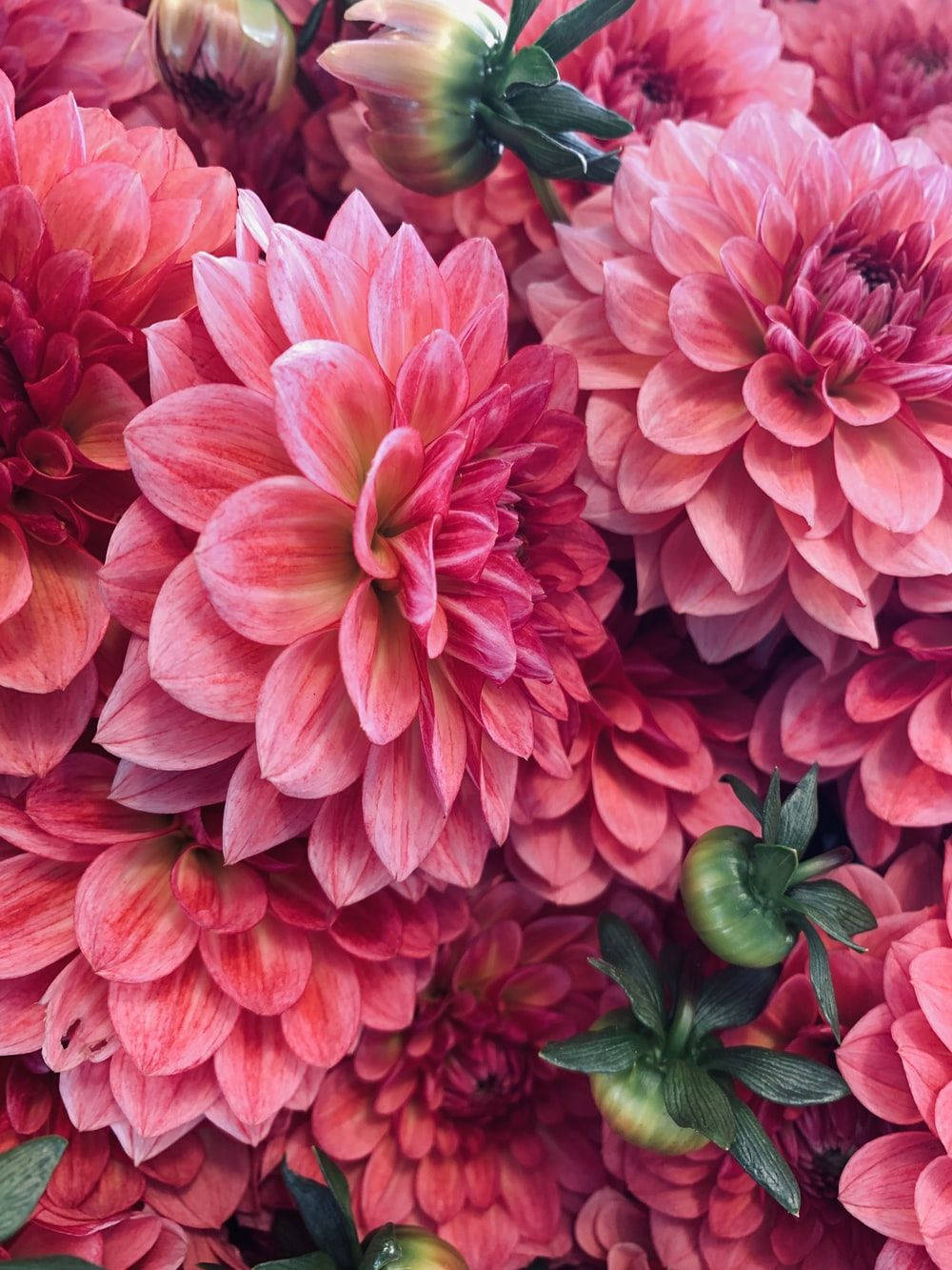 Dahlia 桌布 壁紙 — 柔和自然光下，帶有層層花瓣和綠色莖的鮮豔粉紅色大麗花的特寫。