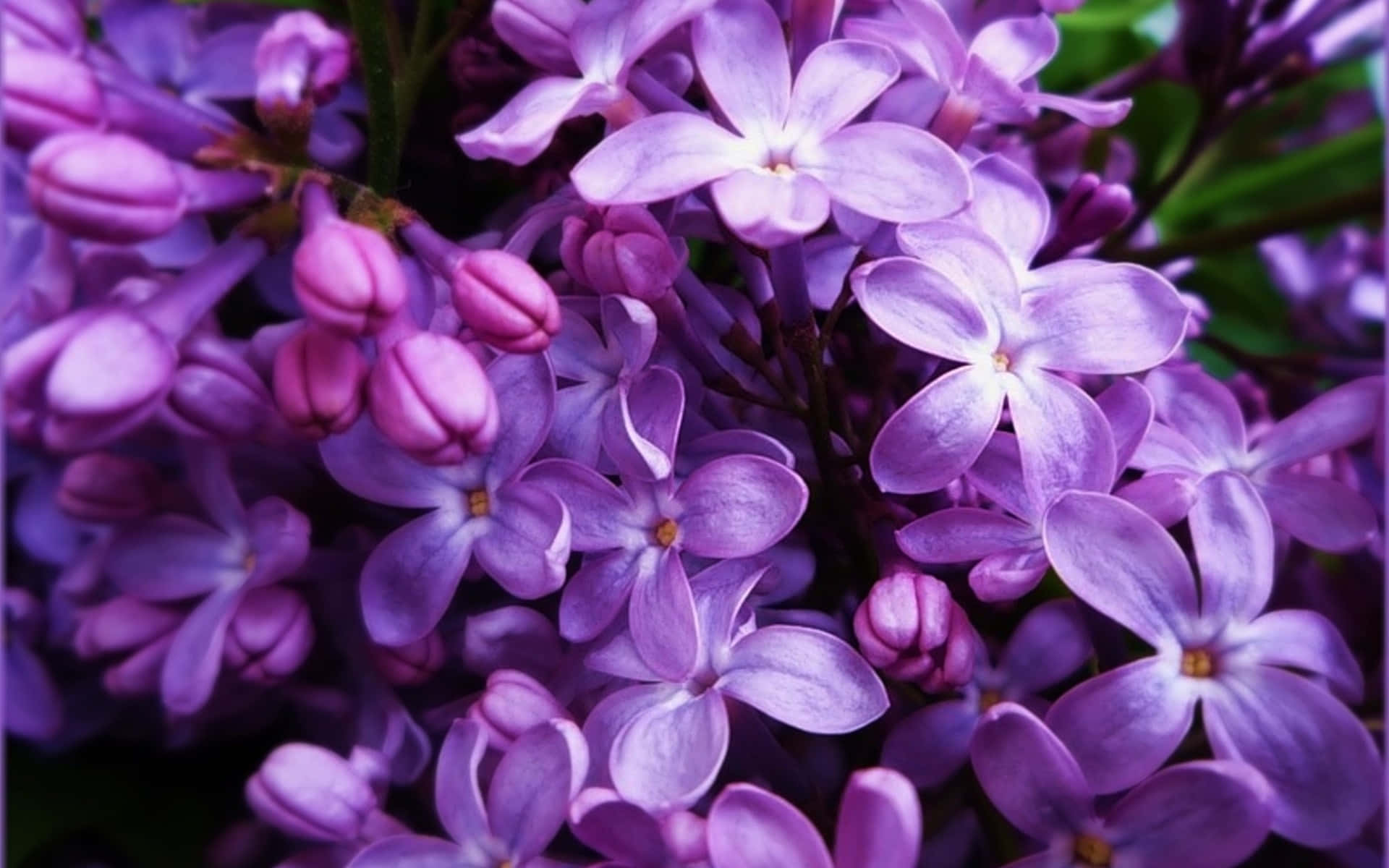 Flowers 桌布 壁紙 — 柔和自然光下，帶有精緻花瓣和綠葉的鮮豔紫色丁香花特寫。