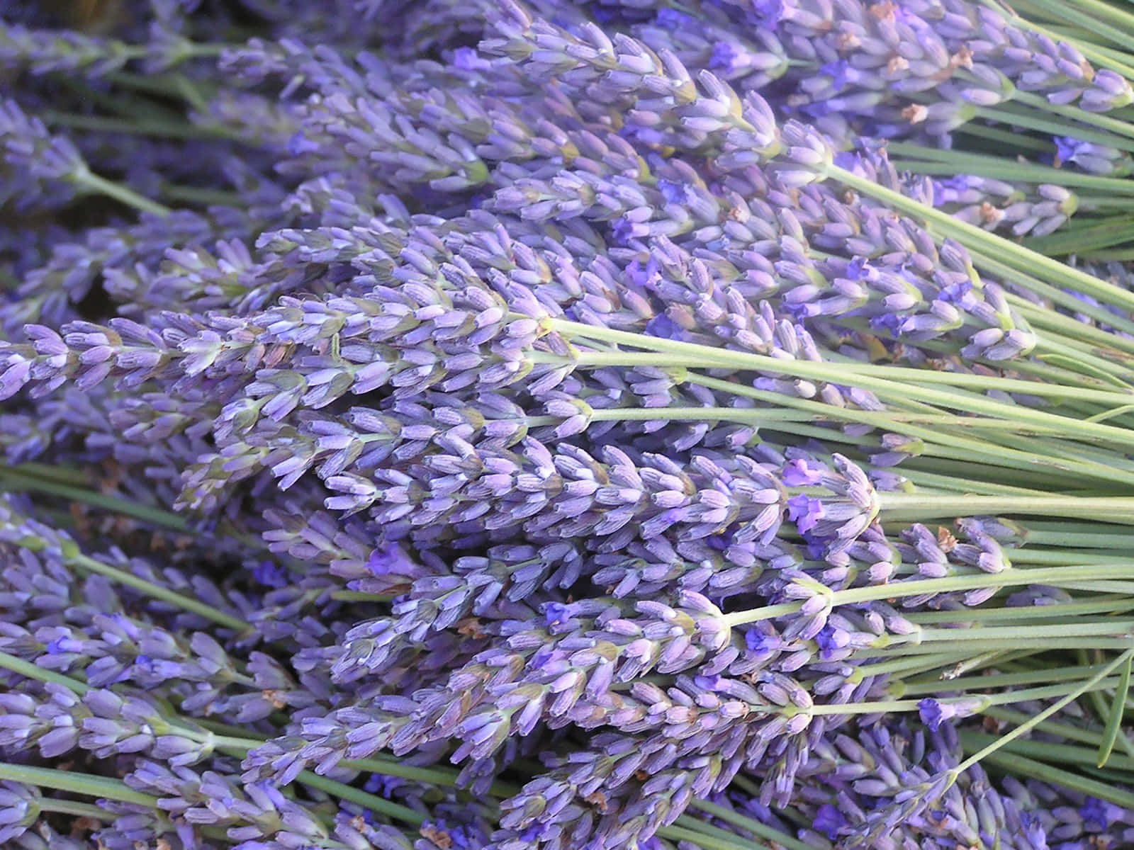 Lavender Blue 桌布 壁紙 — 柔和自然光下，帶綠色莖的鮮豔紫色薰衣草花朵特寫。