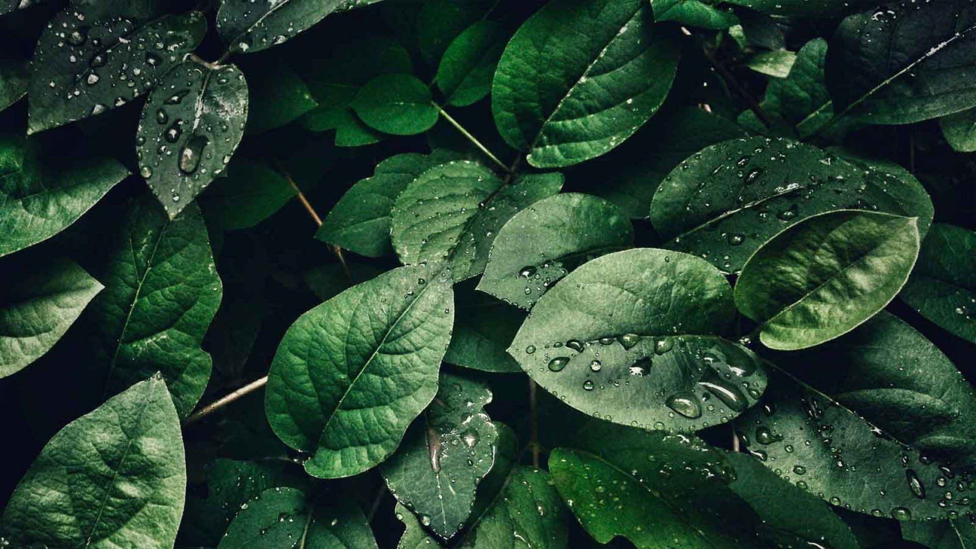 葉子 桌布 壁紙 — 柔和自然光下，新鮮水滴閃爍的茂密綠葉特寫。