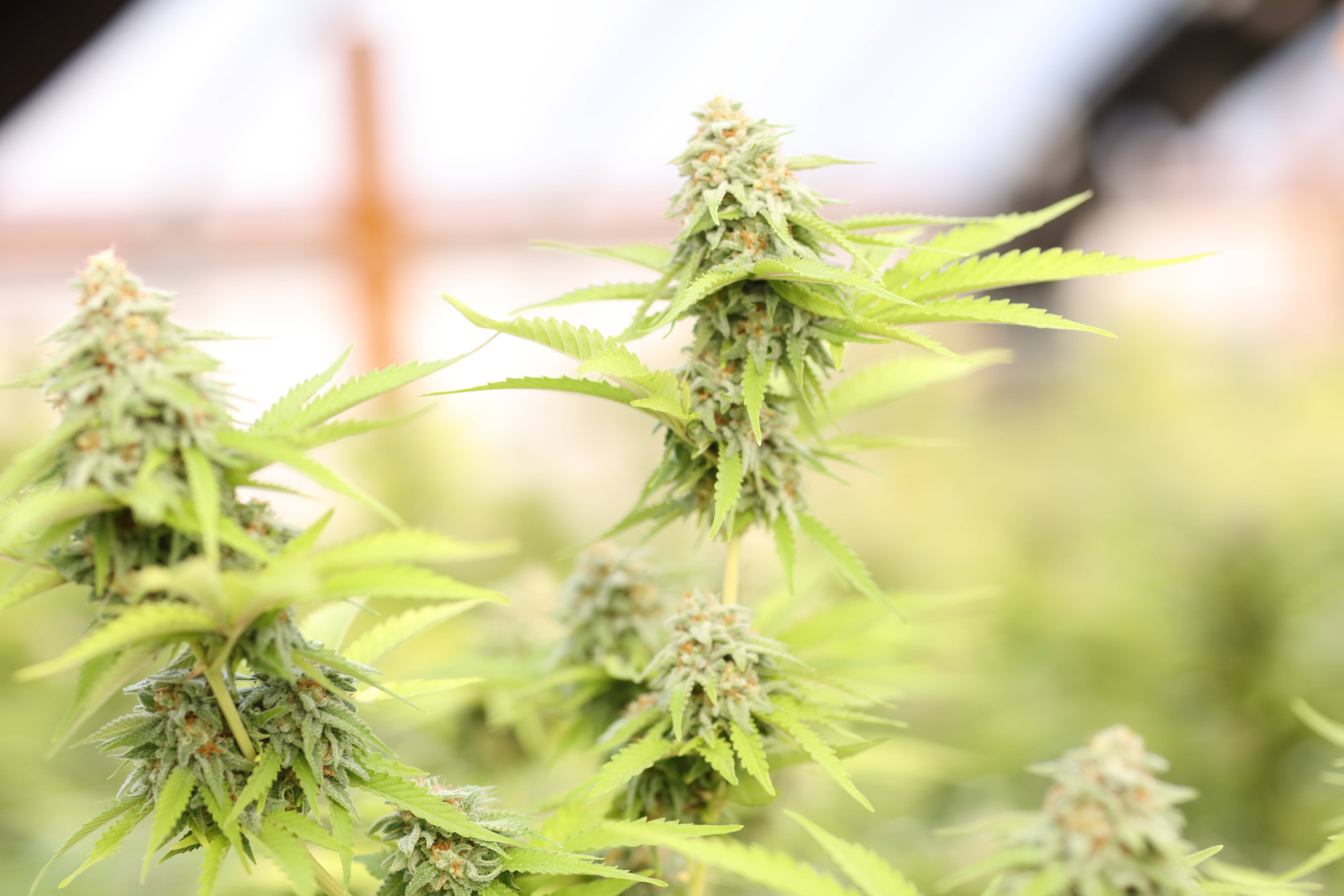 大麻 桌布 壁紙 — 柔和自然光下，細節豐富的綠色大麻植物特寫，帶有詳細的花蕾和鋸齒狀葉片。