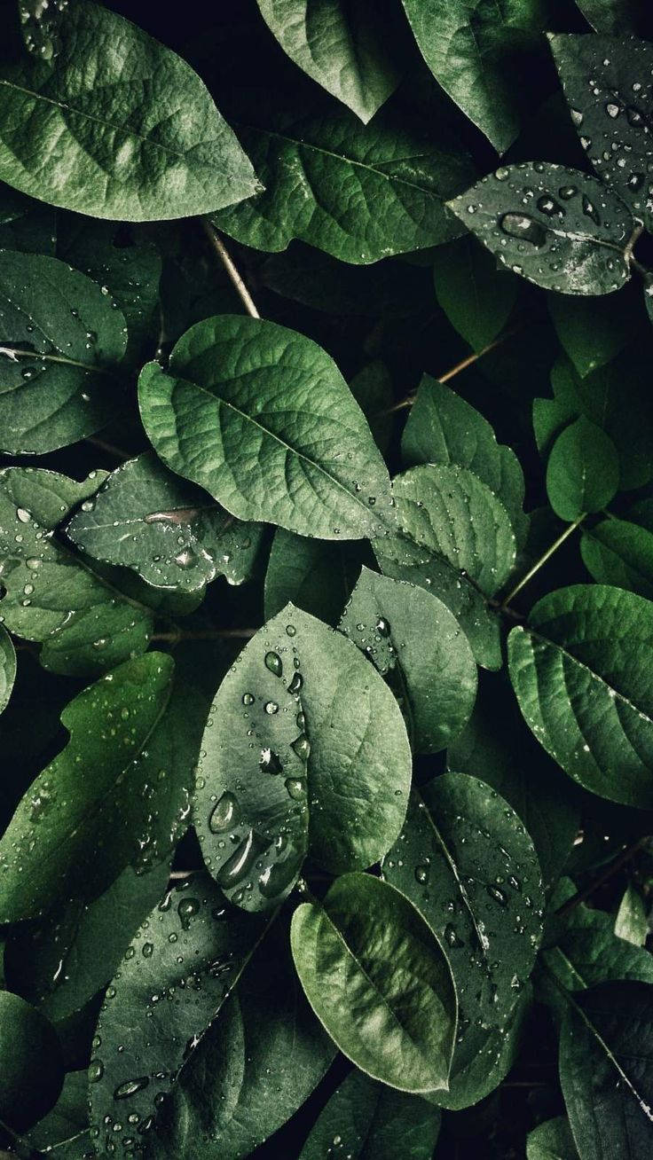 Leaves 桌布 壁紙 — 柔和自然光下，翠綠茂密的葉片上閃爍著露珠的特寫。