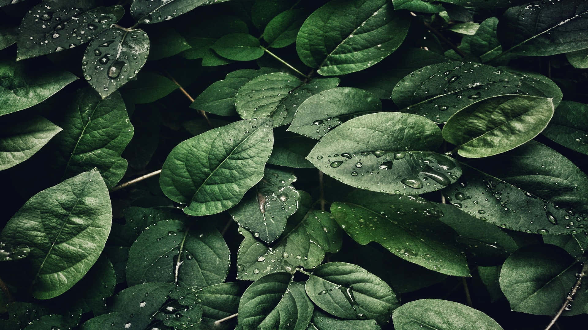 最佳高畫質 桌布 壁紙 — 柔和自然光下，翠綠茂密葉片上閃爍著雨滴的特寫。
