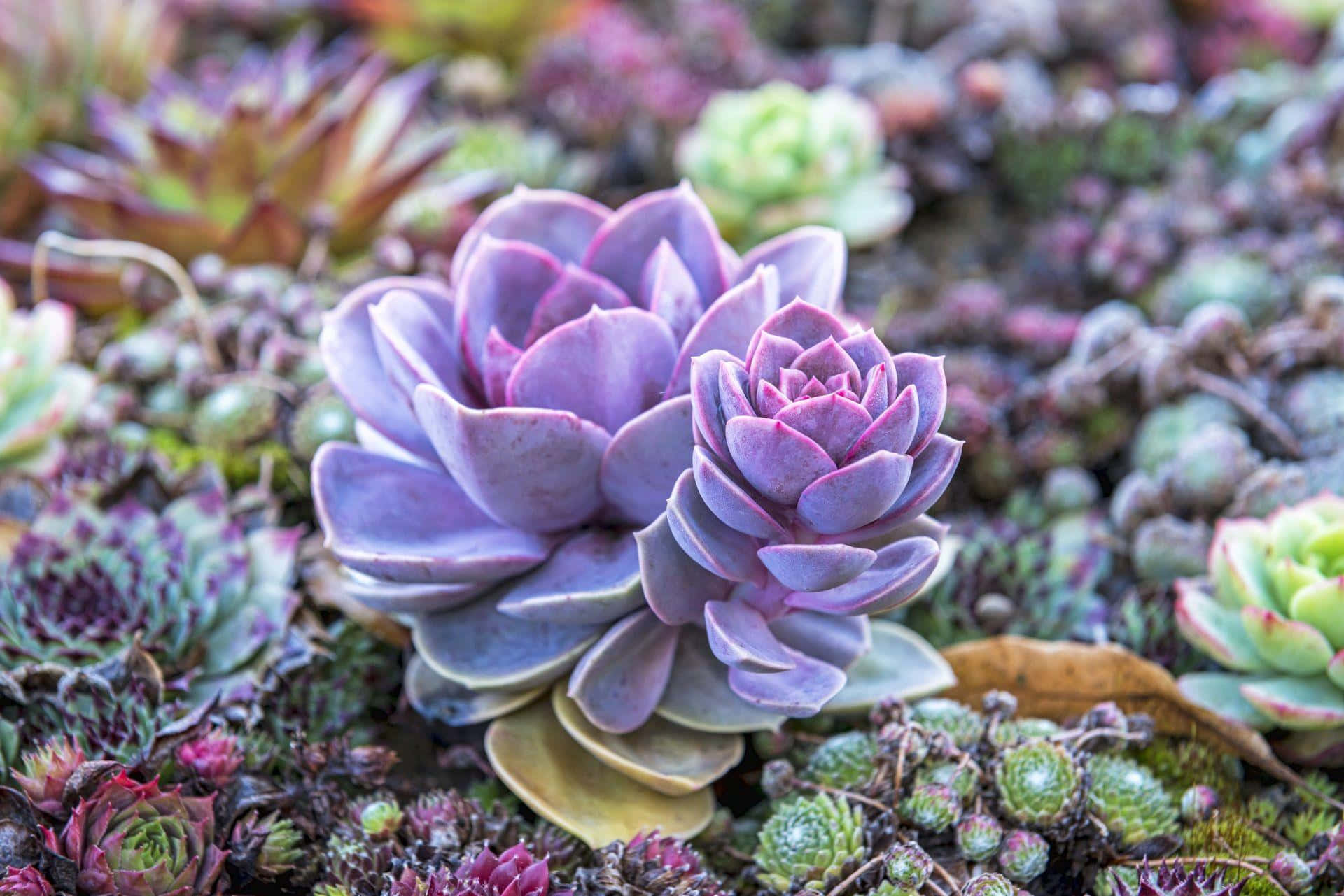 succulent 桌布 壁紙 — 柔和自然光下，鮮紫色多肉植物層層疊疊的花瓣特寫，周圍環繞著綠色和紅色葉子。