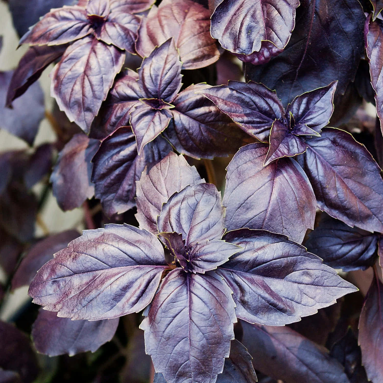 Purple Basil 桌布 壁紙 — 柔和自然光下，鮮紫色羅勒葉的特寫，葉脈和鋸齒邊緣細節清晰可見。
