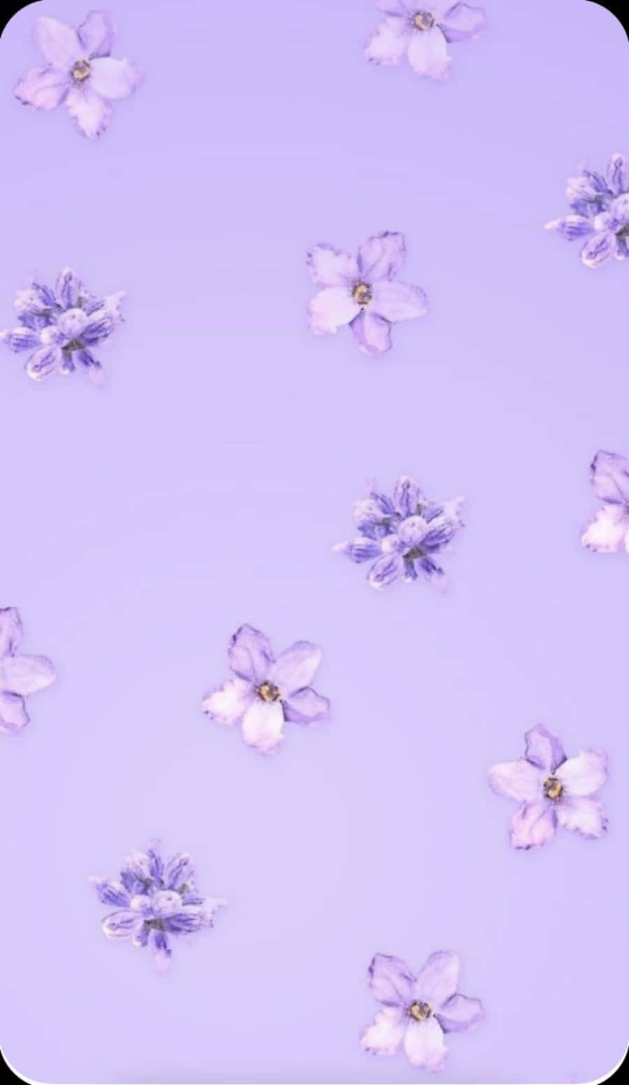 Cute Light Purple 桌布 壁紙 — 柔和薰衣草背景，點綴著散落的精緻紫色花朵，帶有白色邊緣。