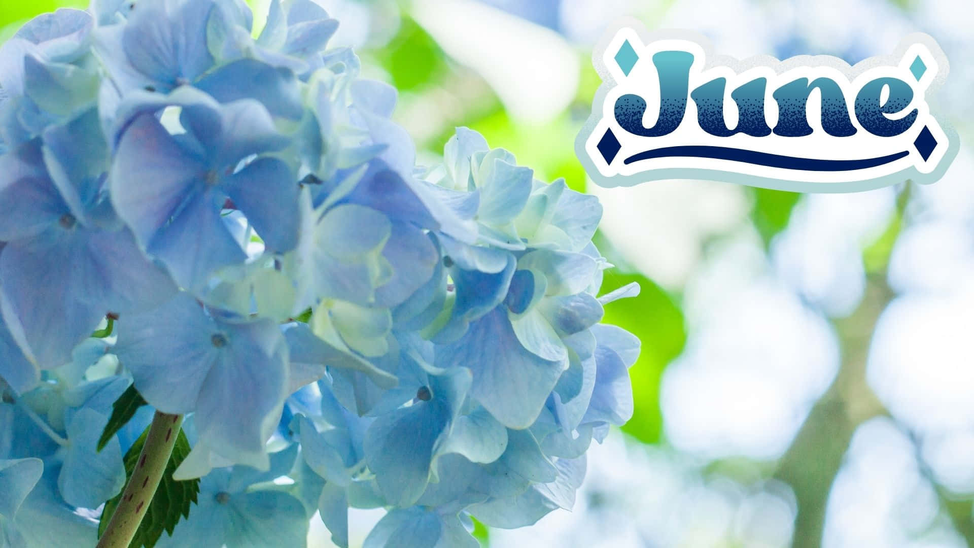 June 桌布 壁紙 — 柔和藍色繡球花在明亮陽光下，帶有愉快的「六月」圖形疊加。