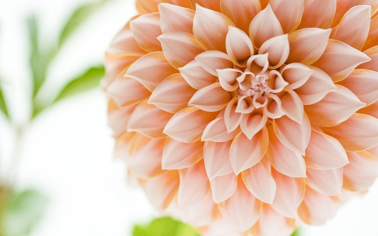 Dahlia 桌布 壁紙 — 柔和蜜桃色大理花的特寫，花瓣層層疊疊，模糊的綠葉襯托在明亮的白色背景上。