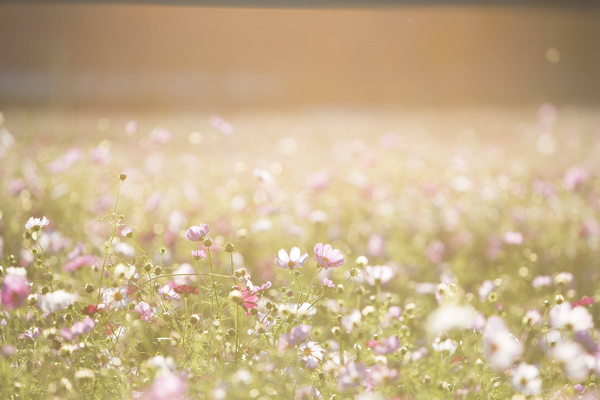 Meadow 桌布 壁紙 — 柔和陽光照耀著一片嬌嫩的粉紅色和白色波斯菊，散發著溫柔的晨光。