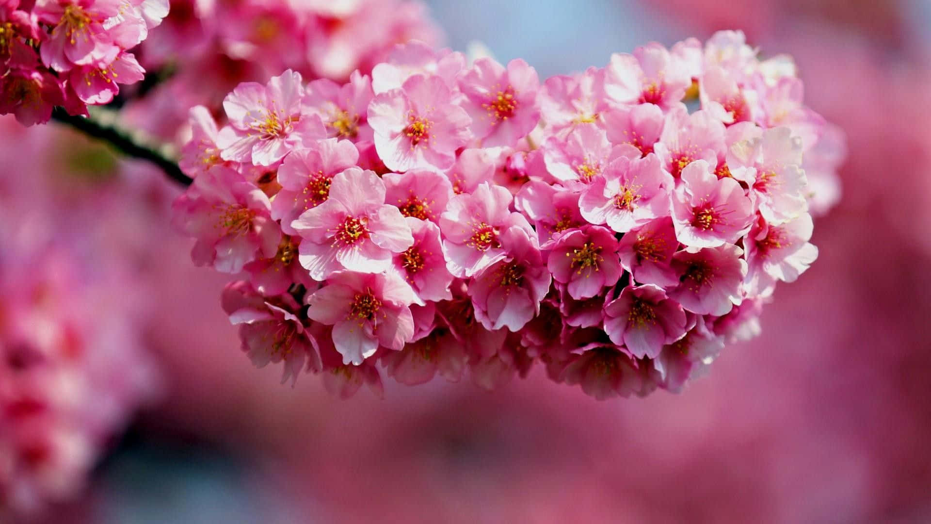 Pretty Flower 桌布 壁紙 — 柔嫩粉紅櫻花盛開的特寫，背景柔和模糊。