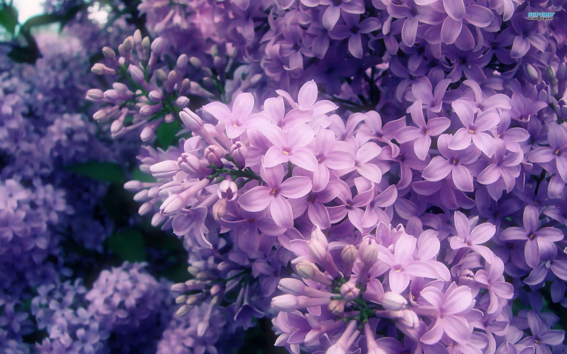 Lilac Tree 桌布 壁紙 — 柔焦拍攝的茂密紫色丁香花近距離特寫，帶有柔軟花瓣和綠色莖幹。