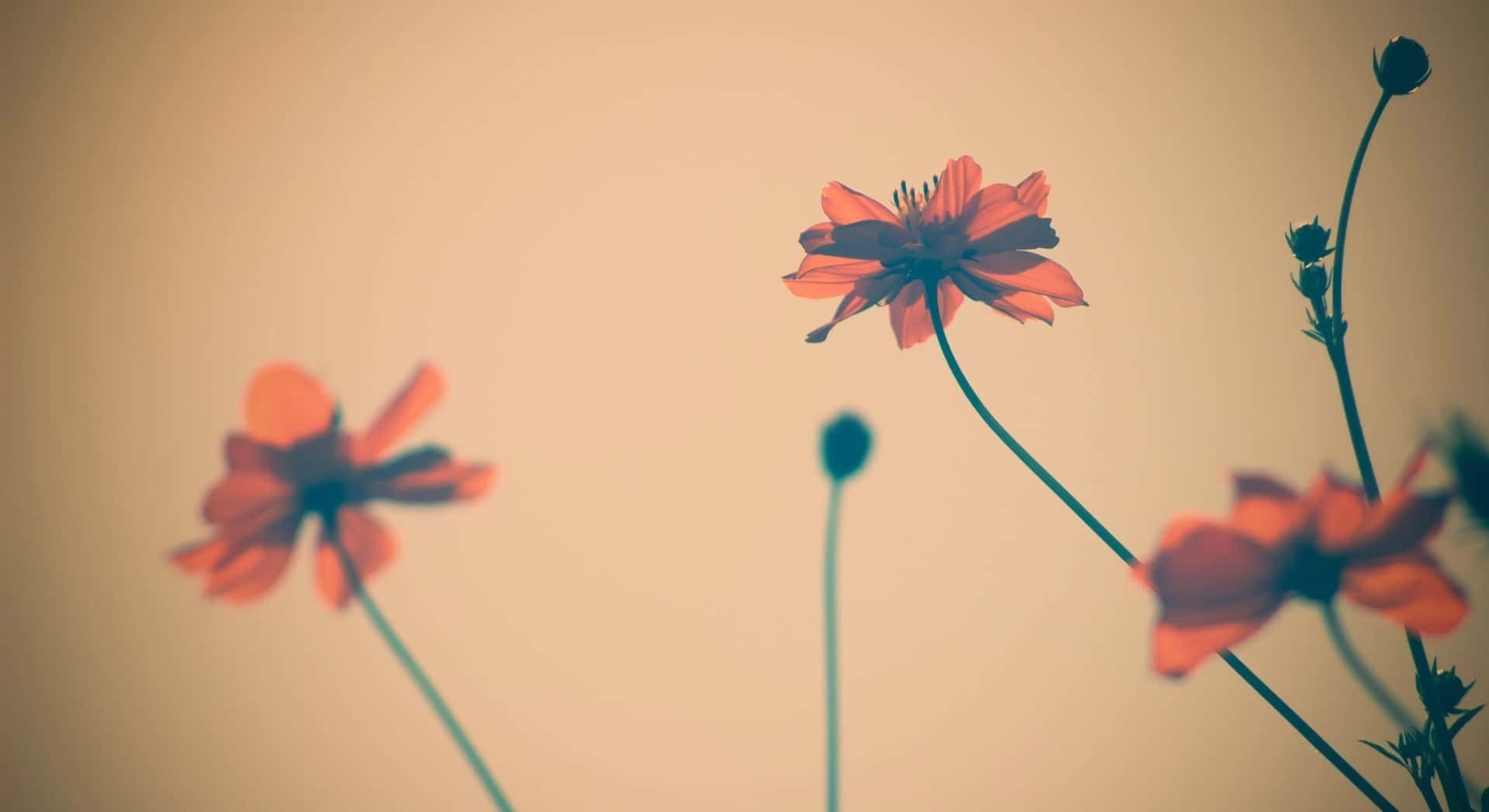 Flowers 桌布 壁紙 — 柔焦橙色波斯菊在溫暖的米色背景下輕輕搖曳，帶有模糊的花蕾和莖。